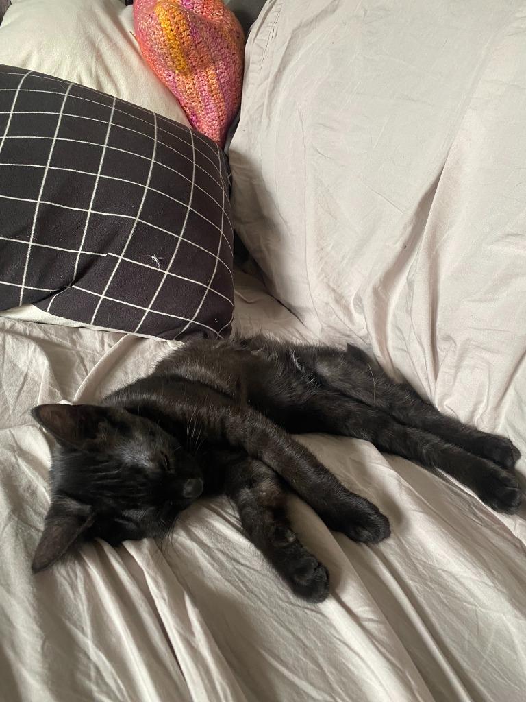 Enlarge Sutton, a Adoptable Domestic Short Hair in Arthur, ON image 2/6