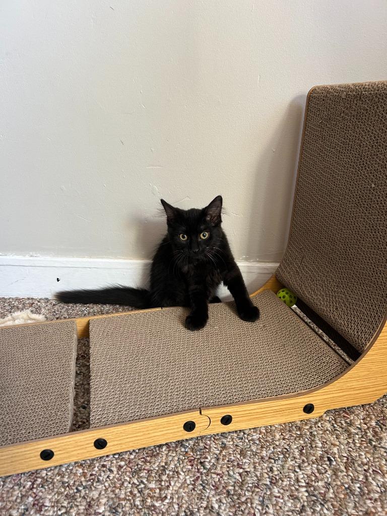 Enlarge Sutton, a Adoptable Domestic Short Hair in Arthur, ON image 3/6