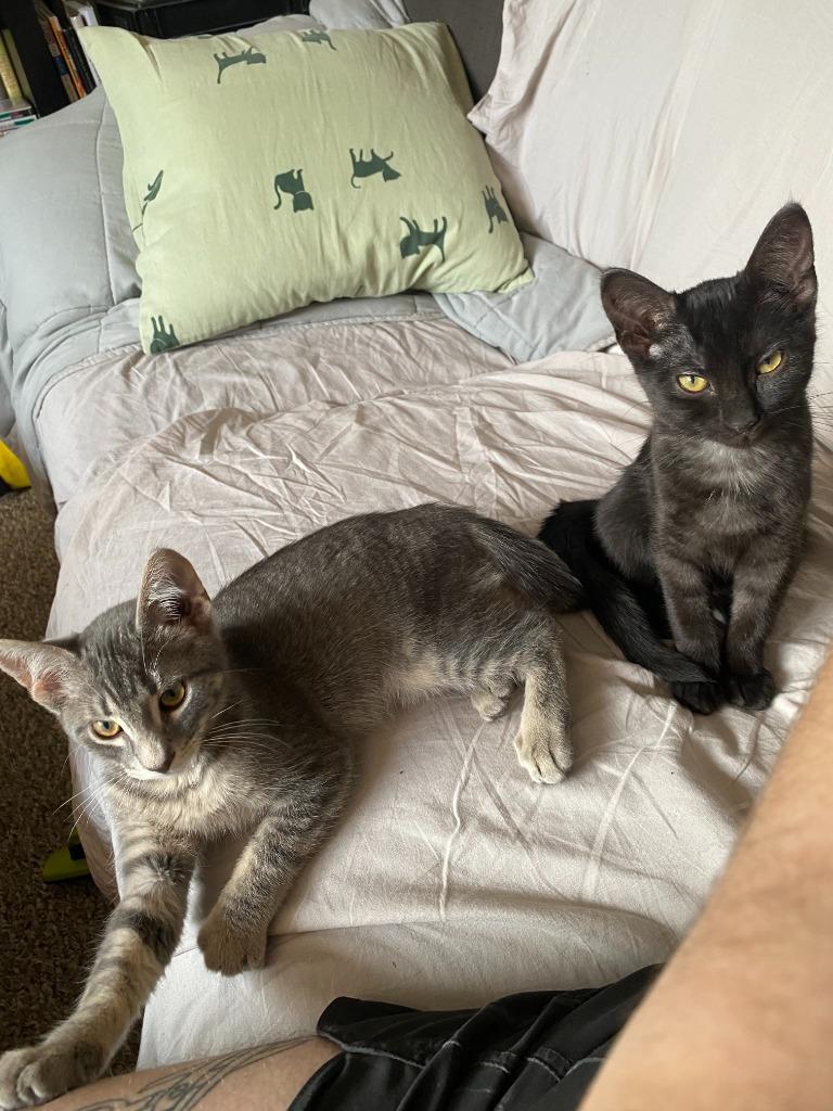 Enlarge Sutton, a Adoptable Domestic Short Hair in Arthur, ON image 4/6