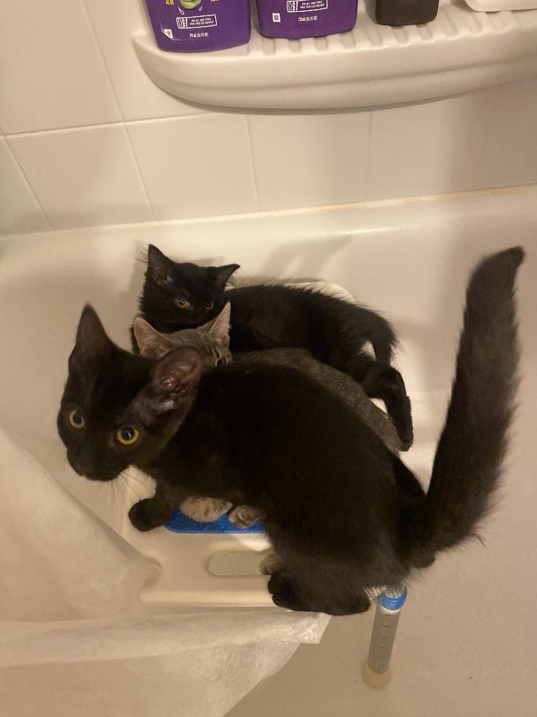 Enlarge Sutton, a Adoptable Domestic Short Hair in Arthur, ON image 5/6