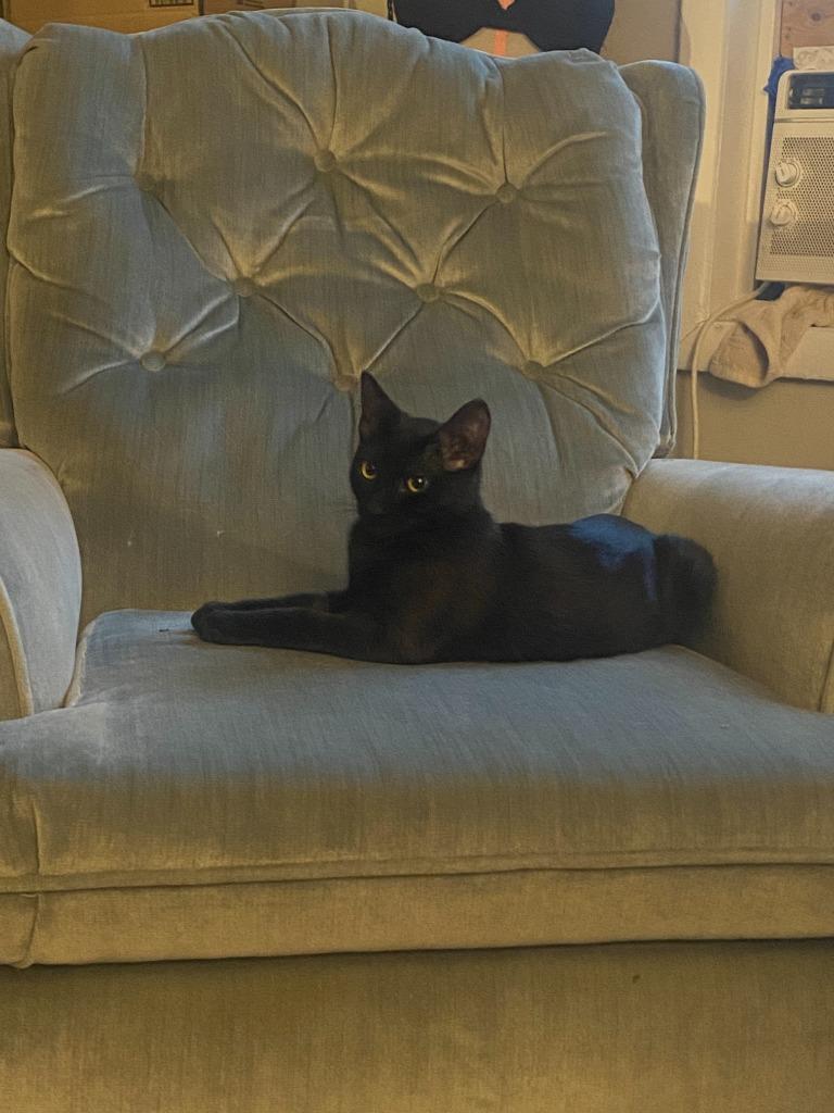 Enlarge Sutton, a Adoptable Domestic Short Hair in Arthur, ON image 6/6