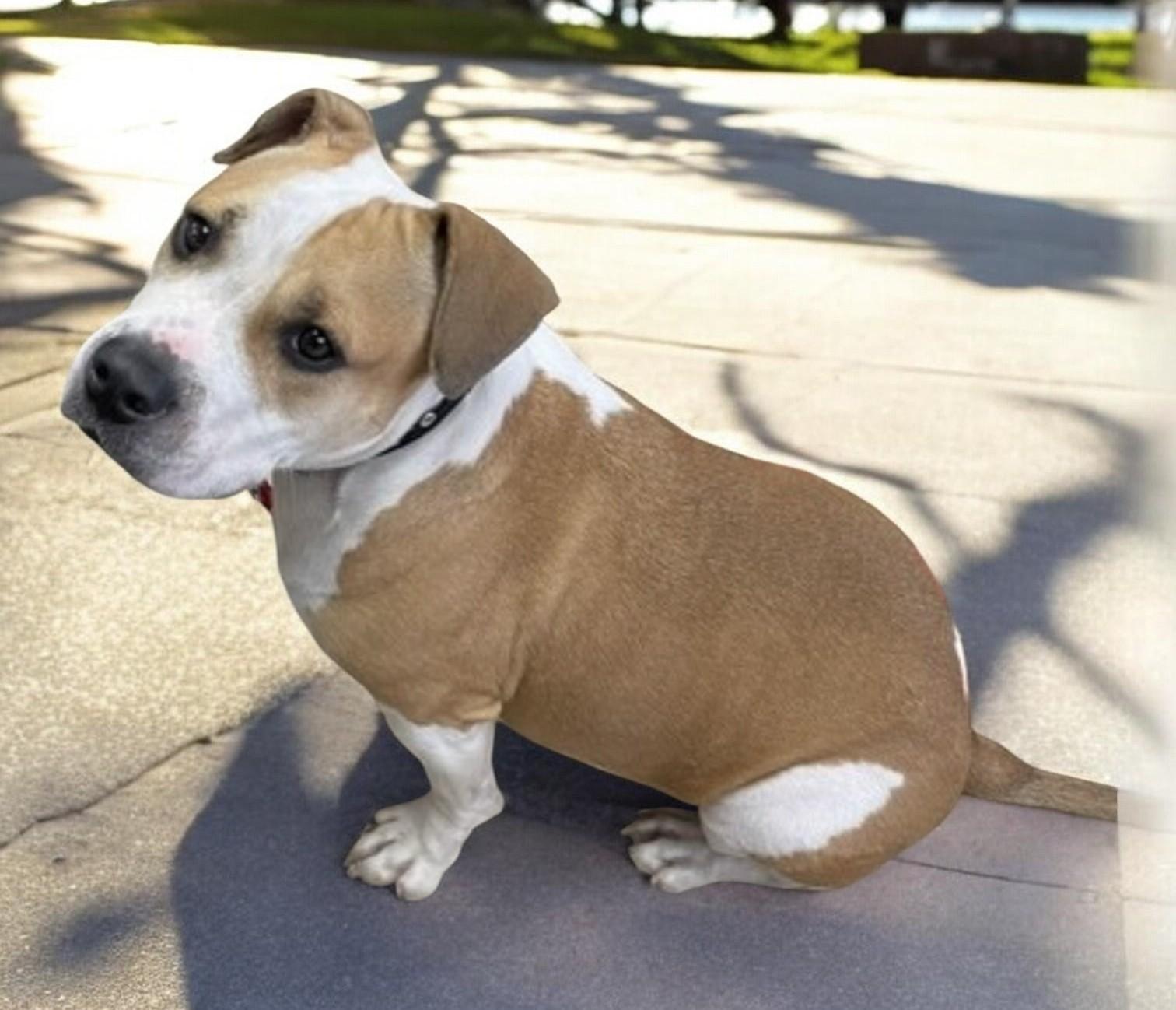 Nila, adopted, Adult Female Mixed Breed.