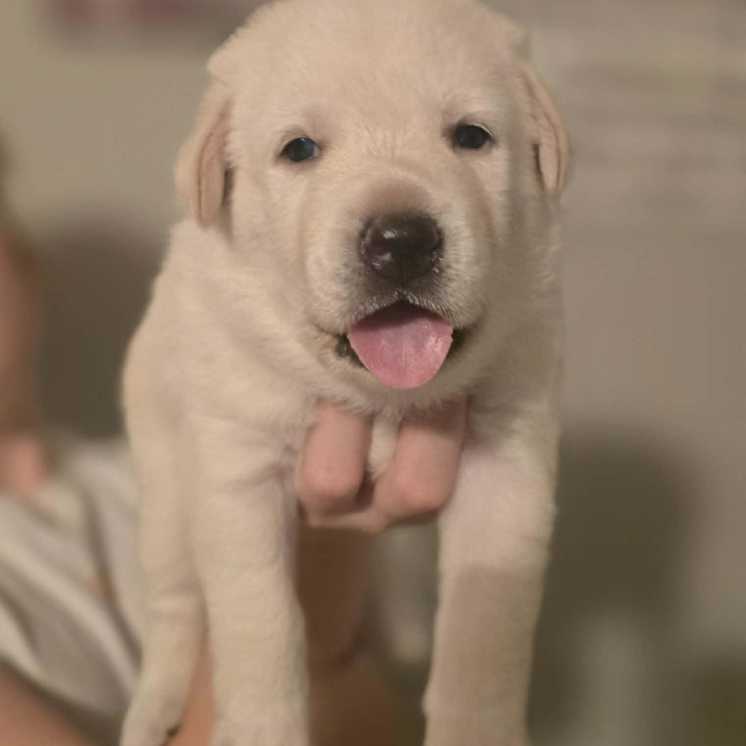 Serendipitous Star, Adoptable, Puppy Female Yellow Labrador Retriever.