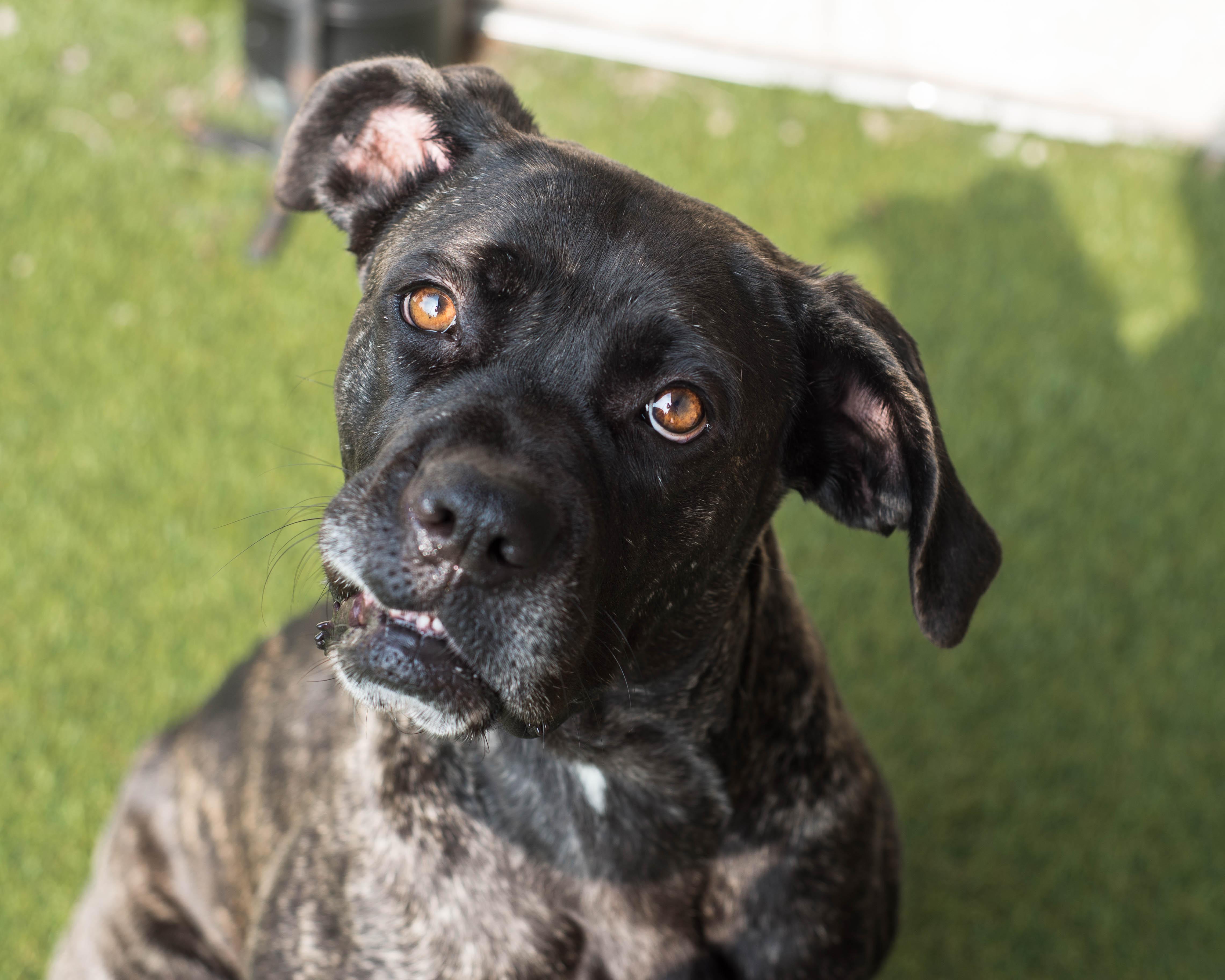 Enlarge Rhea, a ADOPTABLE mixed breed in Mont Belvieu, TX image 2/3