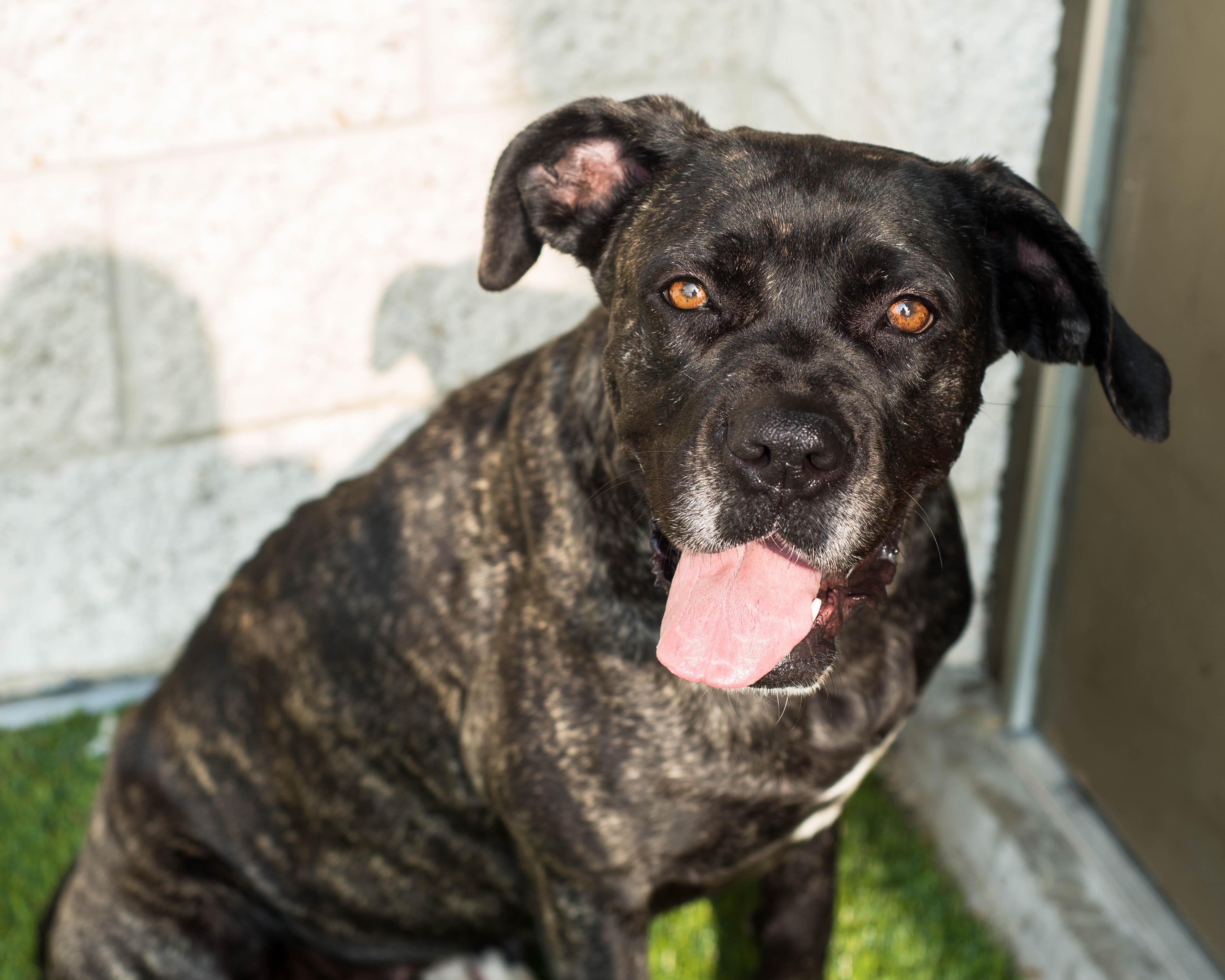 Enlarge Rhea, a ADOPTABLE mixed breed in Mont Belvieu, TX image 3/3