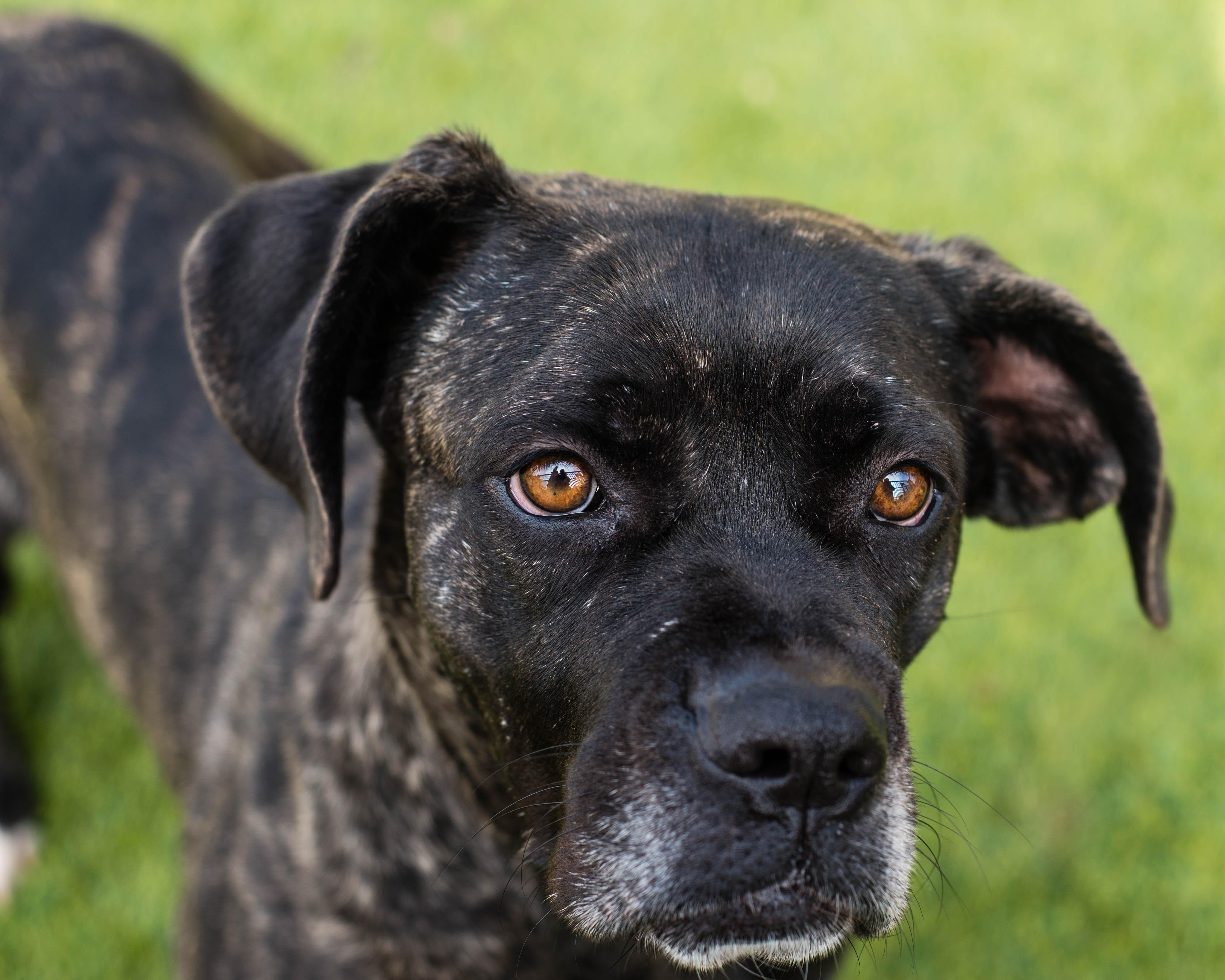Rhea, ADOPTABLE, Adult Female Mastiff & Boxer.