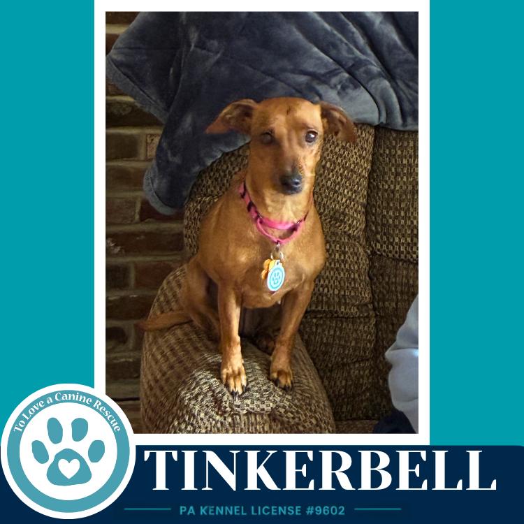 Tinkerbell (Mom to the Pixie Pack) 091226, Adoptable, Adult Female Chihuahua & Dachshund.