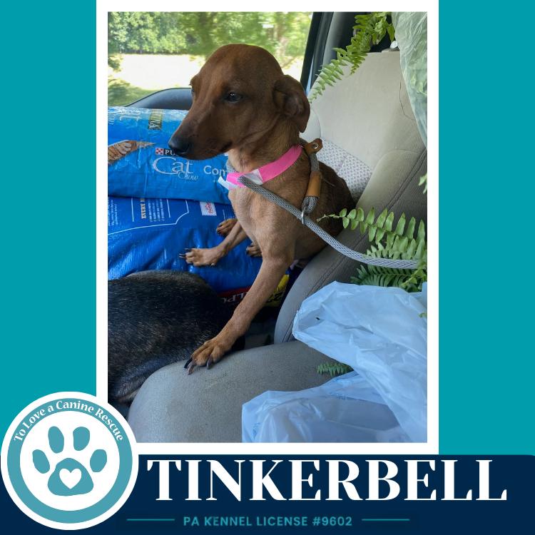 Enlarge Tinkerbell (Mom to the Pixie Pack) 091226, a Adoptable mixed breed in Kimberton, PA image 2/2