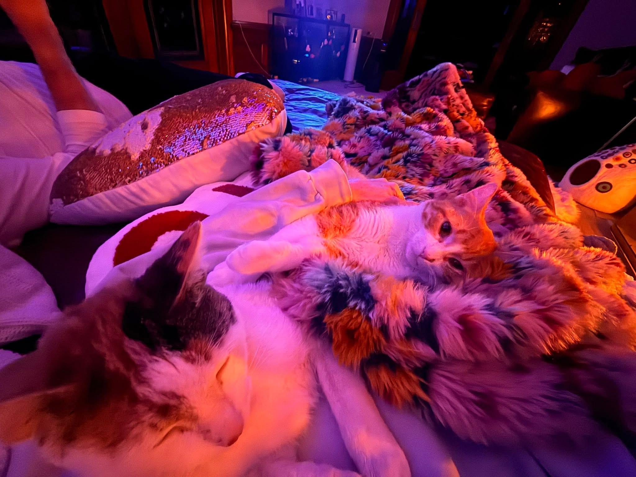 Enlarge Calimocho, an adopted Domestic Short Hair in Milwaukee, WI image 4/5