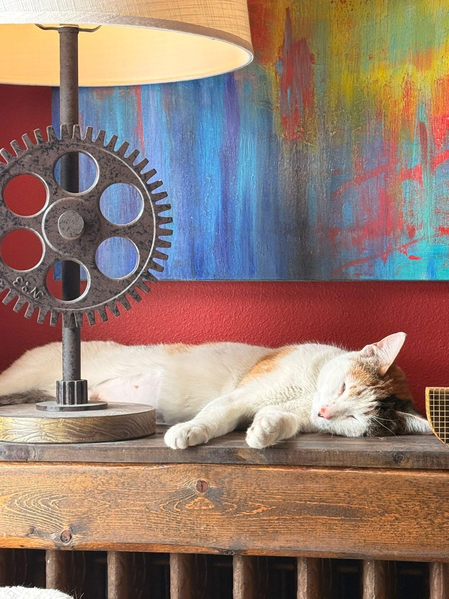 Enlarge Calimocho, an adopted Domestic Short Hair in Milwaukee, WI image 5/5