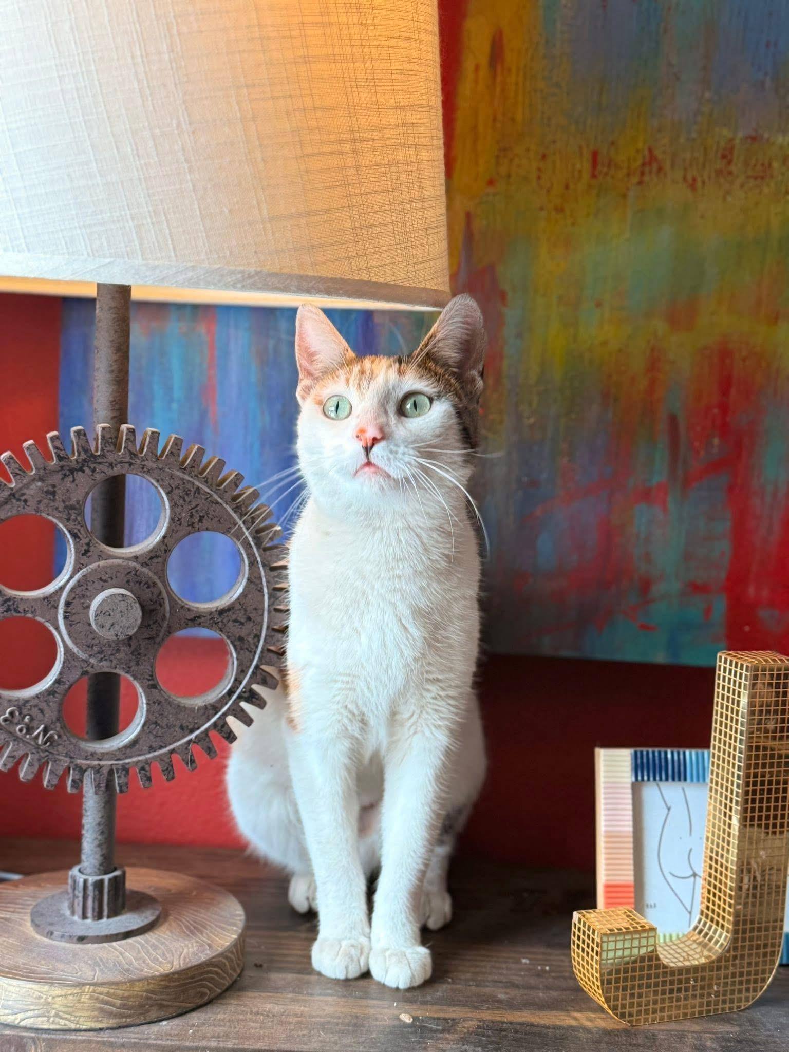 Calimocho, adopted, Young Female Domestic Short Hair.