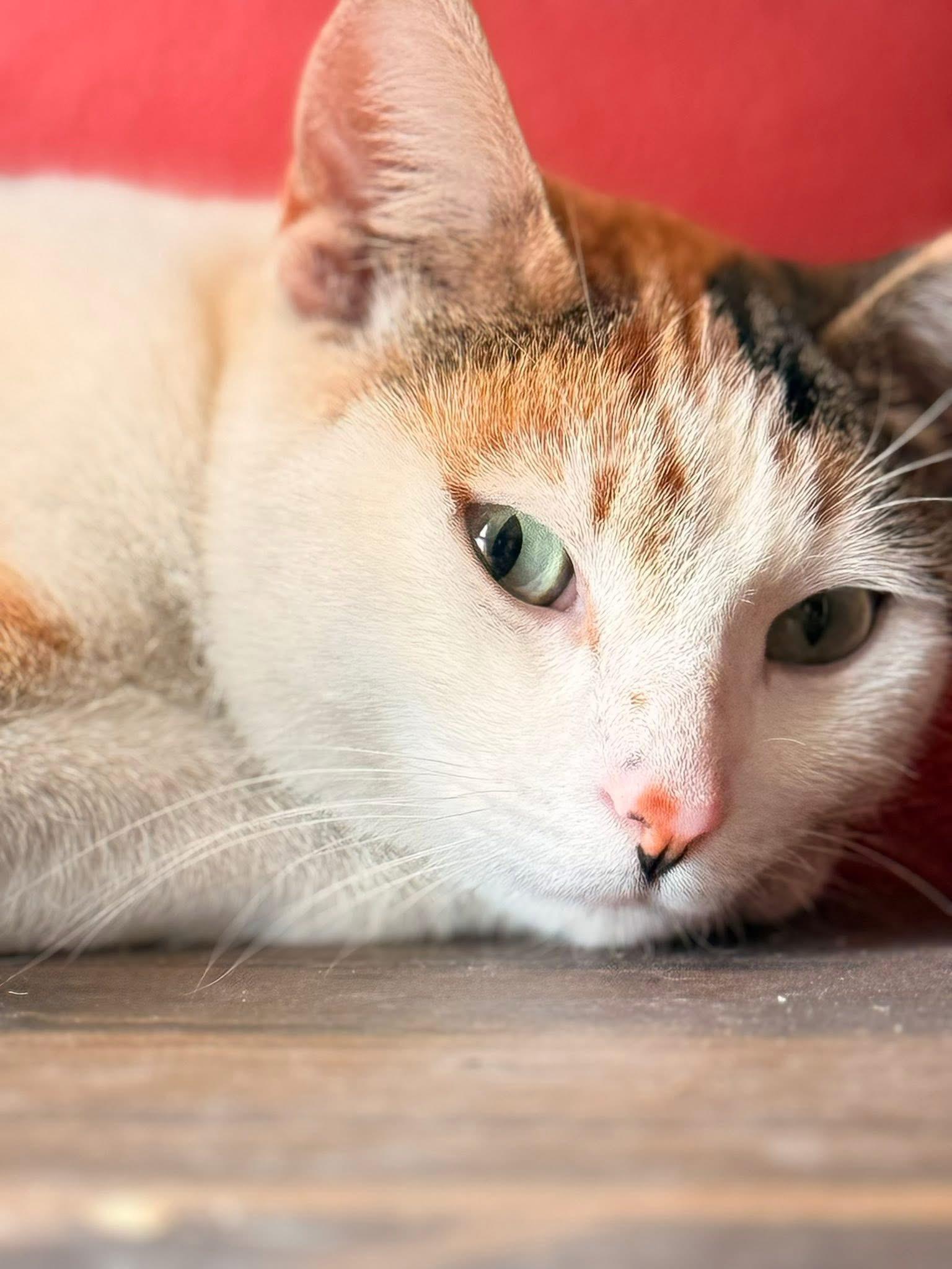 Enlarge Calimocho, an adopted Domestic Short Hair in Milwaukee, WI image 3/5