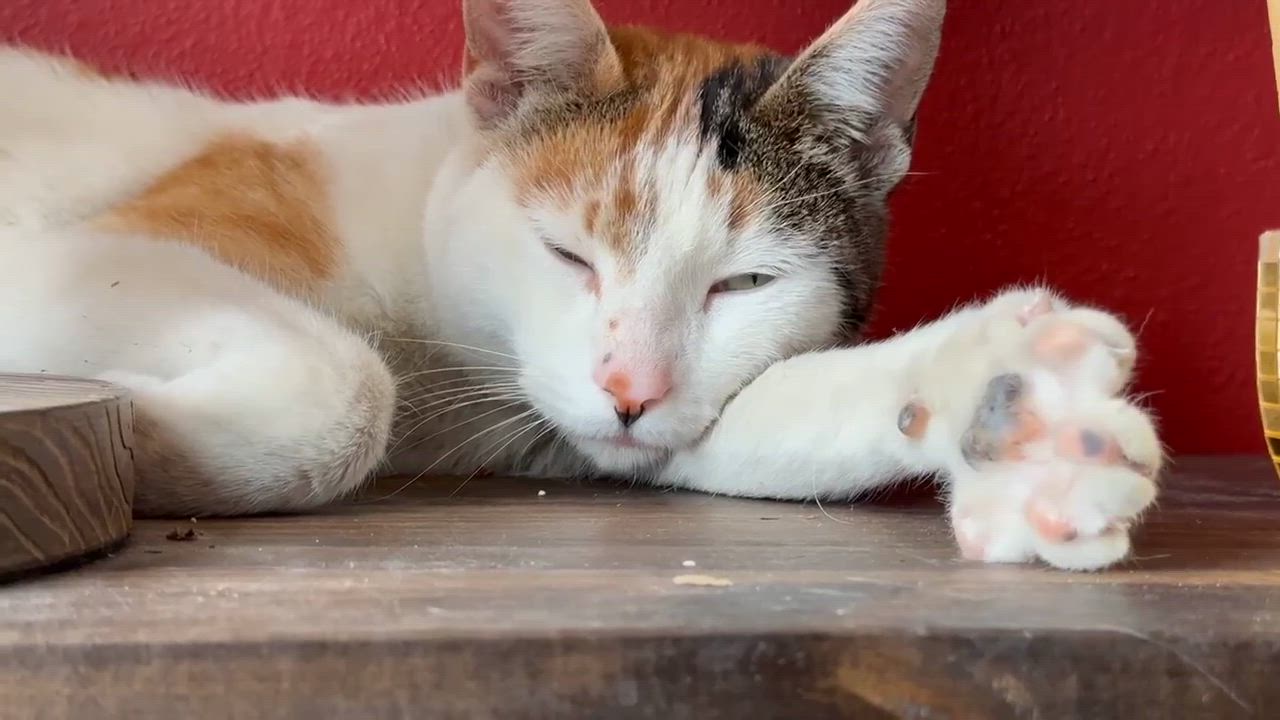 Enlarge Calimocho, an adopted Domestic Short Hair in Milwaukee, WI video 2/5