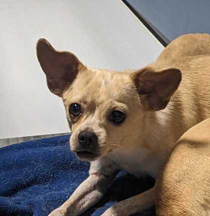 Enlarge Kai, a Adoptable mixed breed in Carrollton, TX image 1/1