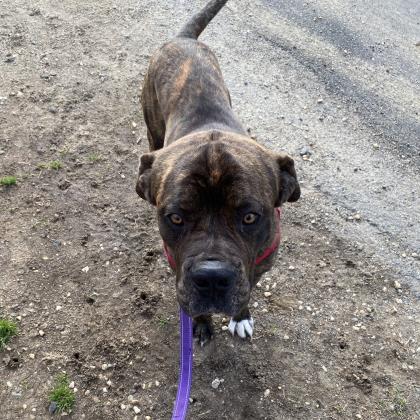 Enlarge Helsinki, a Adoptable mixed breed in Richmond, VA image 1/2