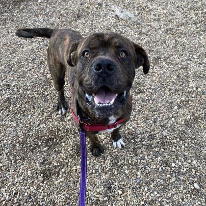 Enlarge Helsinki, a Adoptable mixed breed in Richmond, VA image 2/2