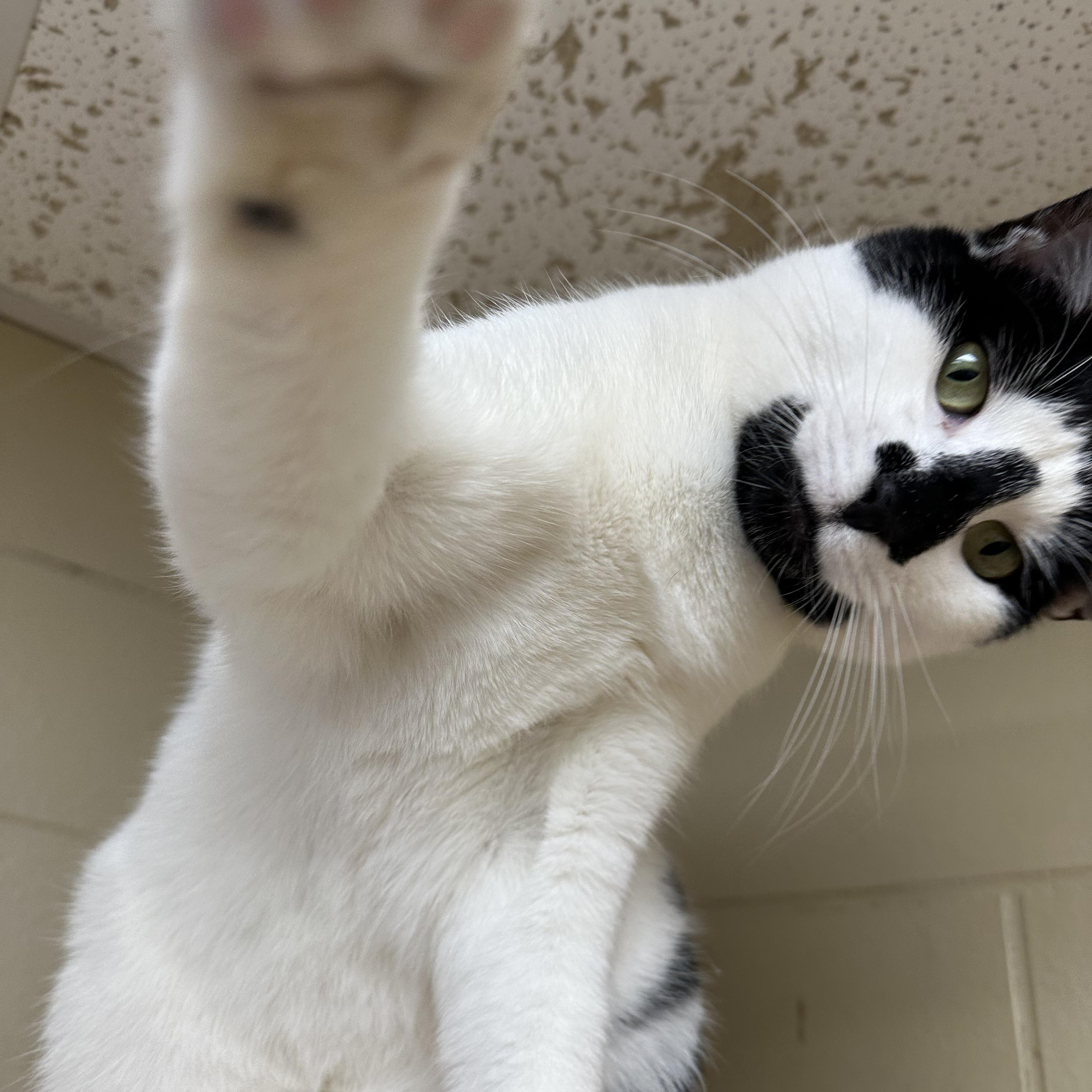 Enlarge Honey, a Adoptable Tuxedo in Myerstown, PA image 2/3