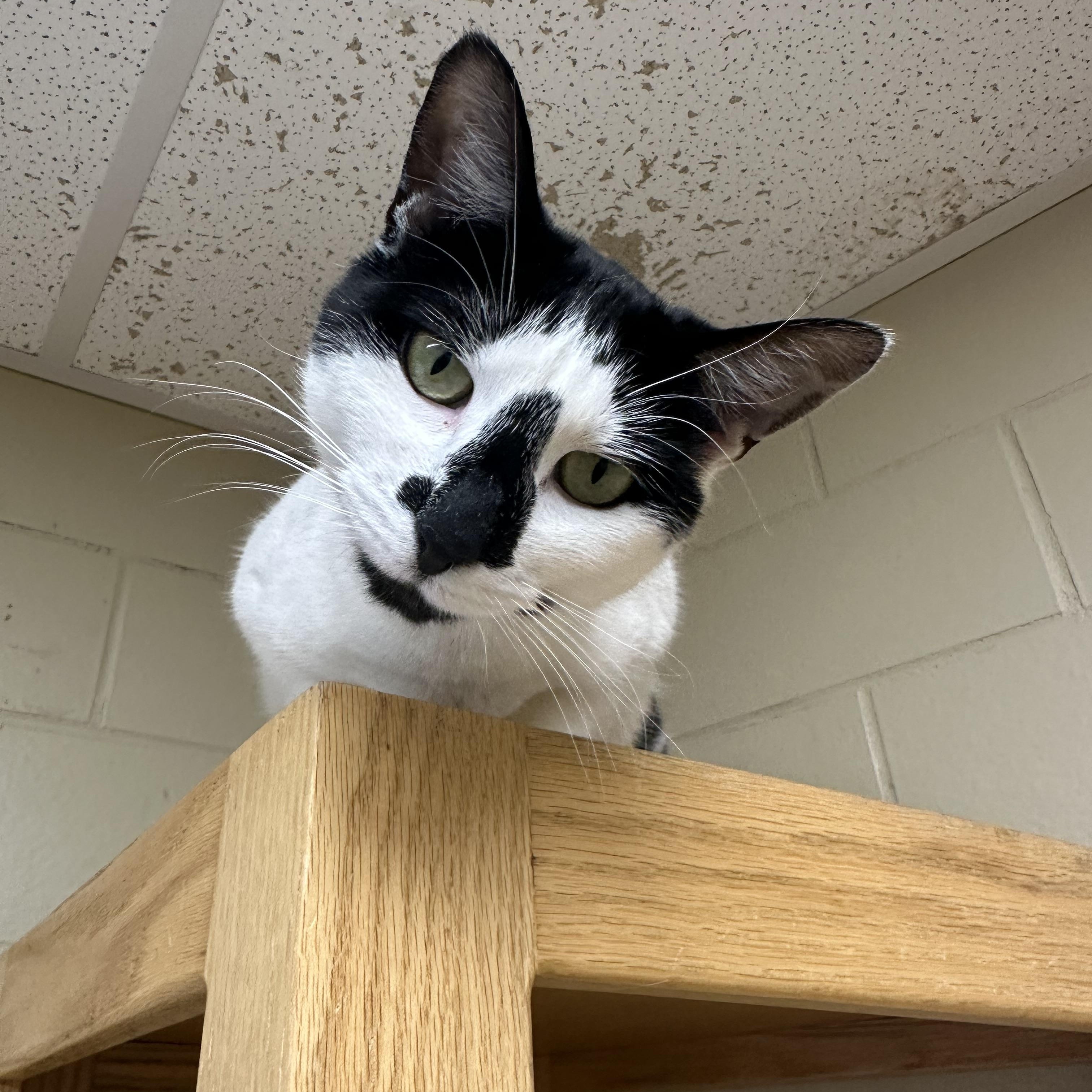 Enlarge Honey, a Adoptable Tuxedo in Myerstown, PA image 3/4