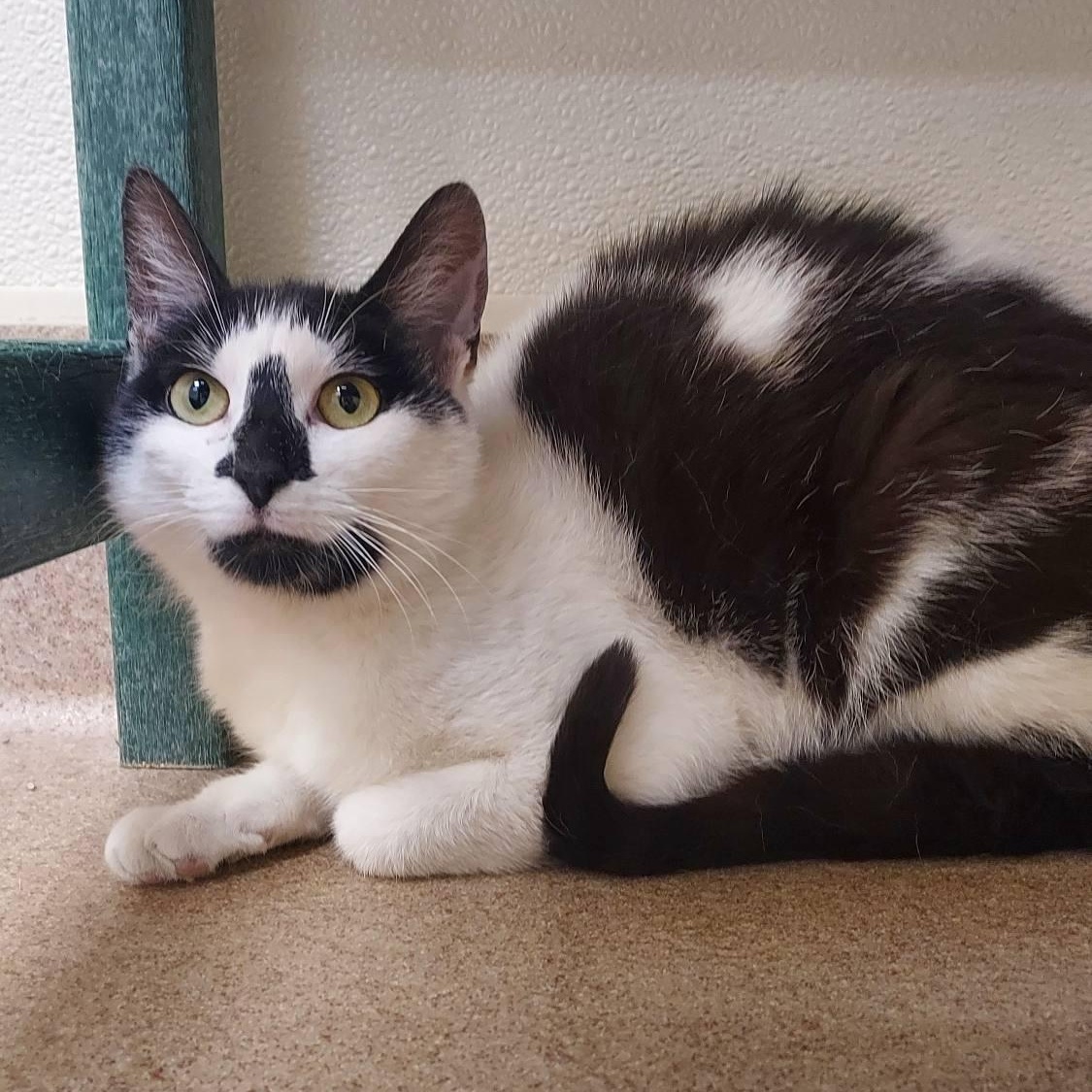 Honey, Adoptable, Young Female Tuxedo.