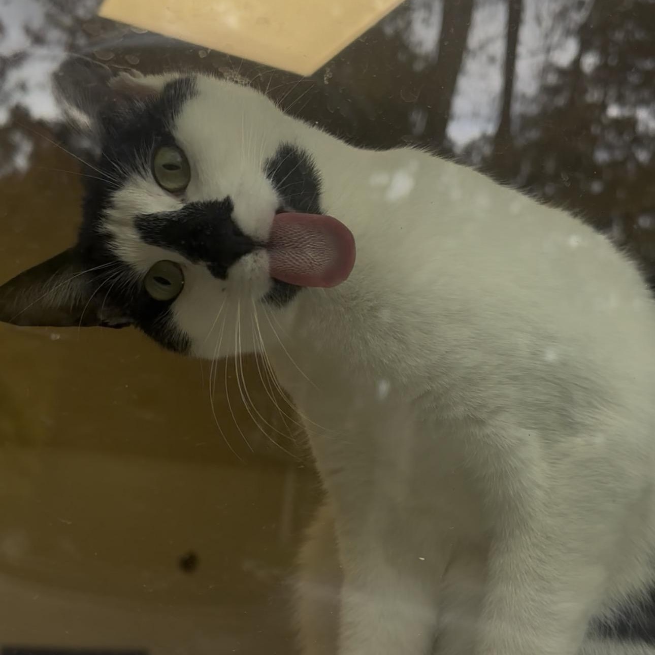 Enlarge Honey, a Adoptable Tuxedo in Myerstown, PA image 1/3