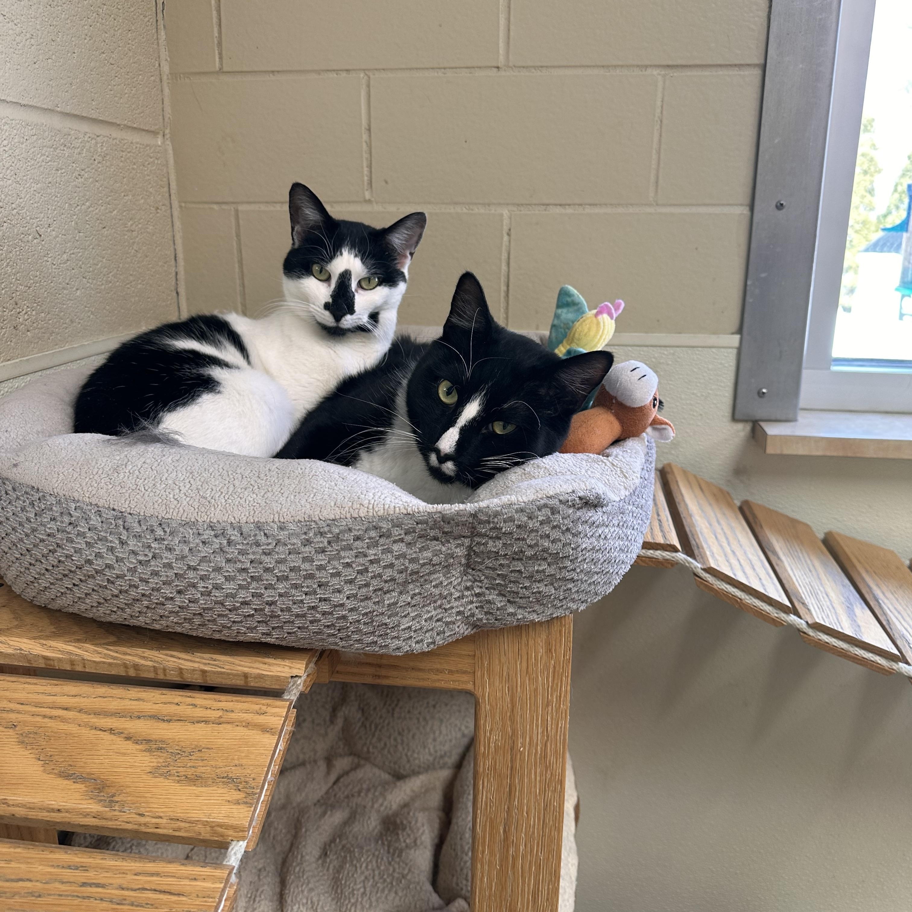 Enlarge Honey, a Adoptable Tuxedo in Myerstown, PA image 4/4