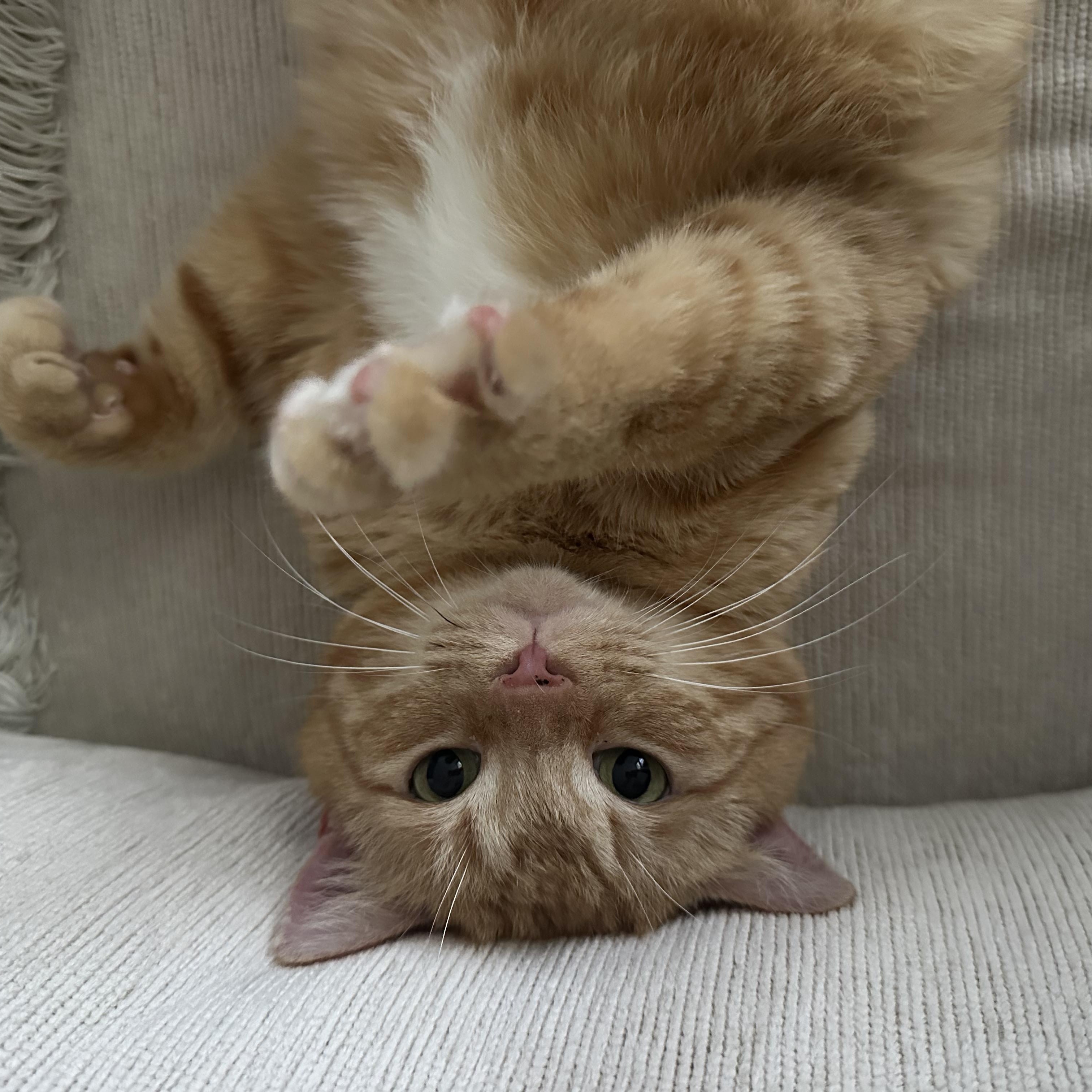 Enlarge Casanova Park, a ADOPTABLE Domestic Short Hair in Denver, CO image 3/6