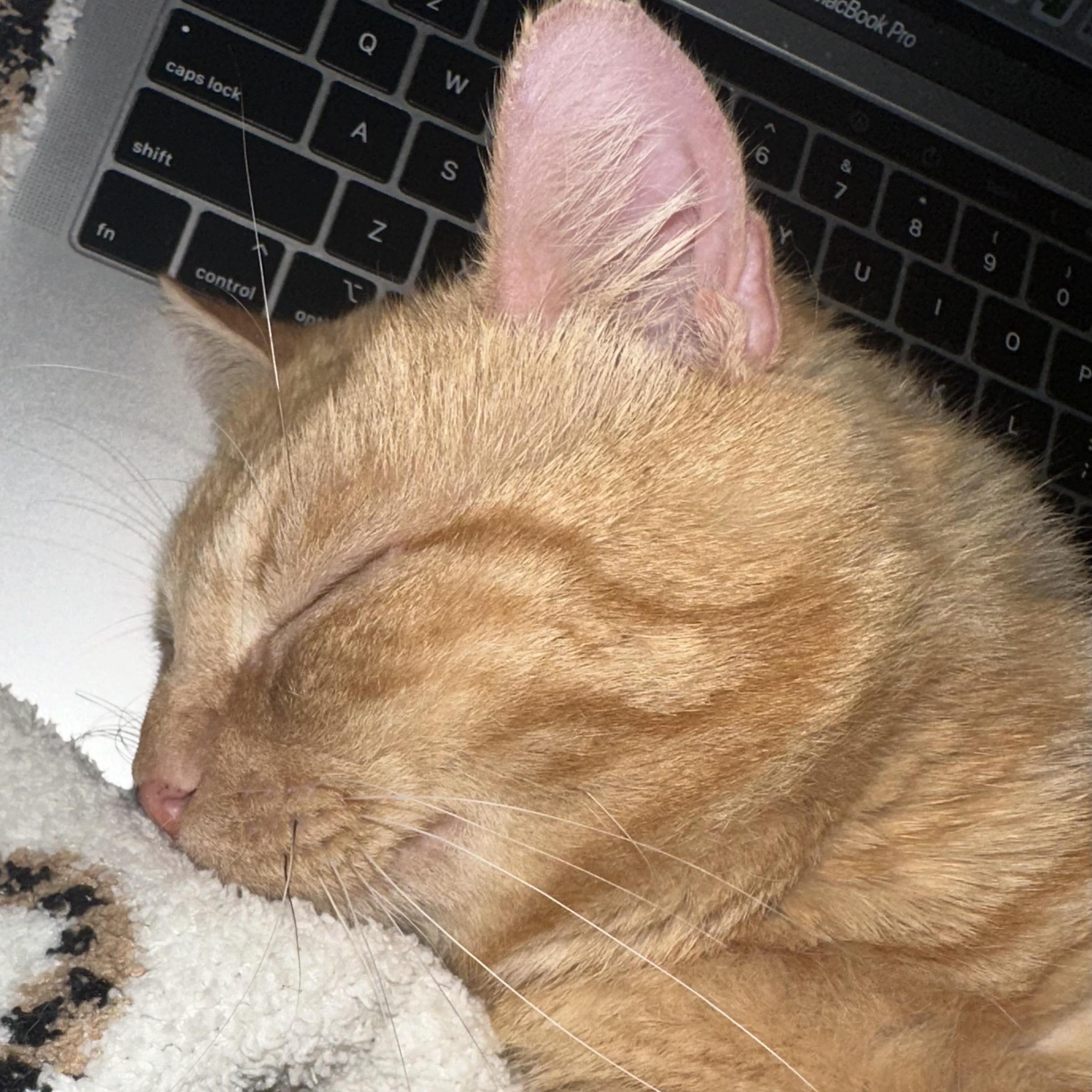 Enlarge Casanova Park, a ADOPTABLE Domestic Short Hair in Denver, CO image 6/6