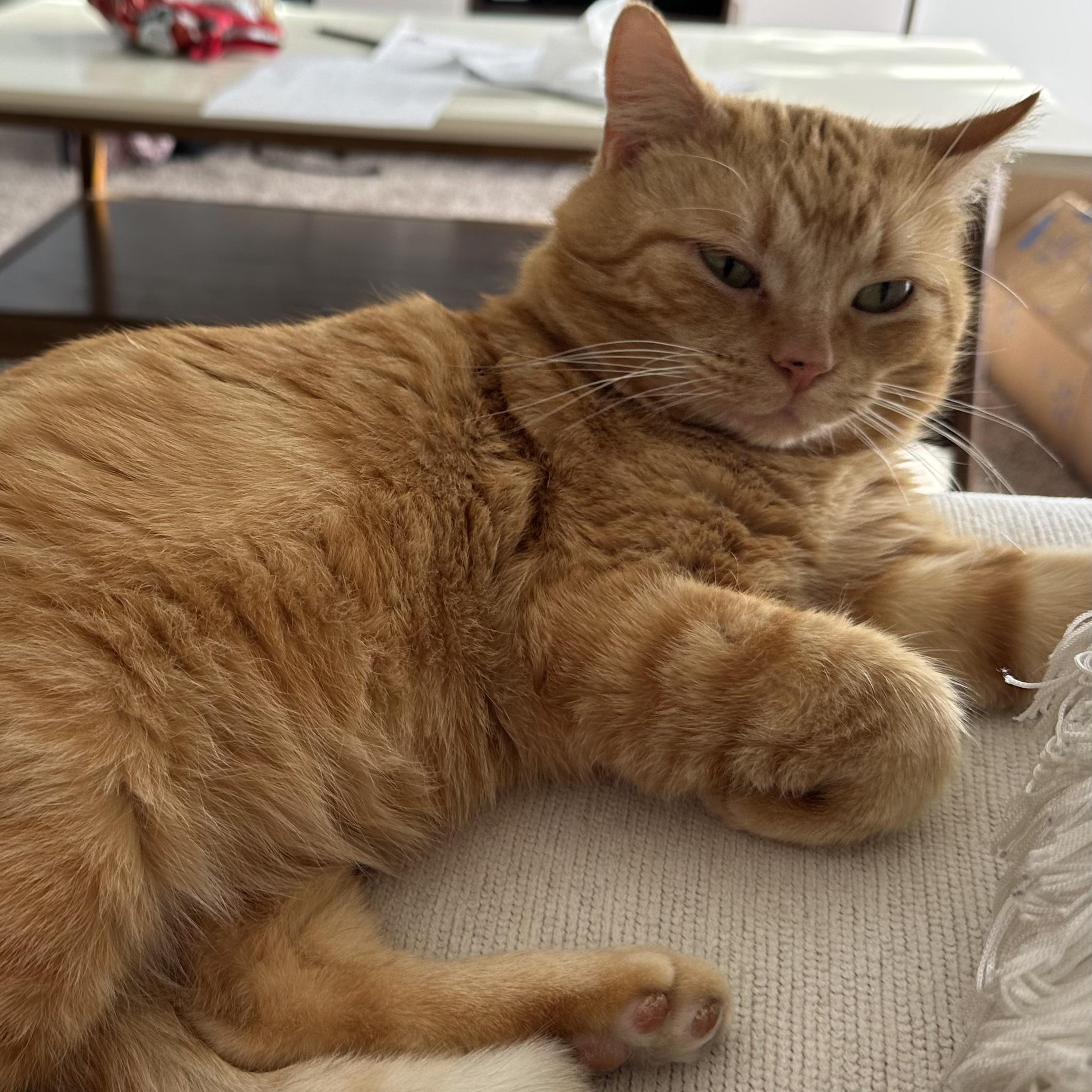 Enlarge Casanova Park, a ADOPTABLE Domestic Short Hair in Denver, CO image 2/6