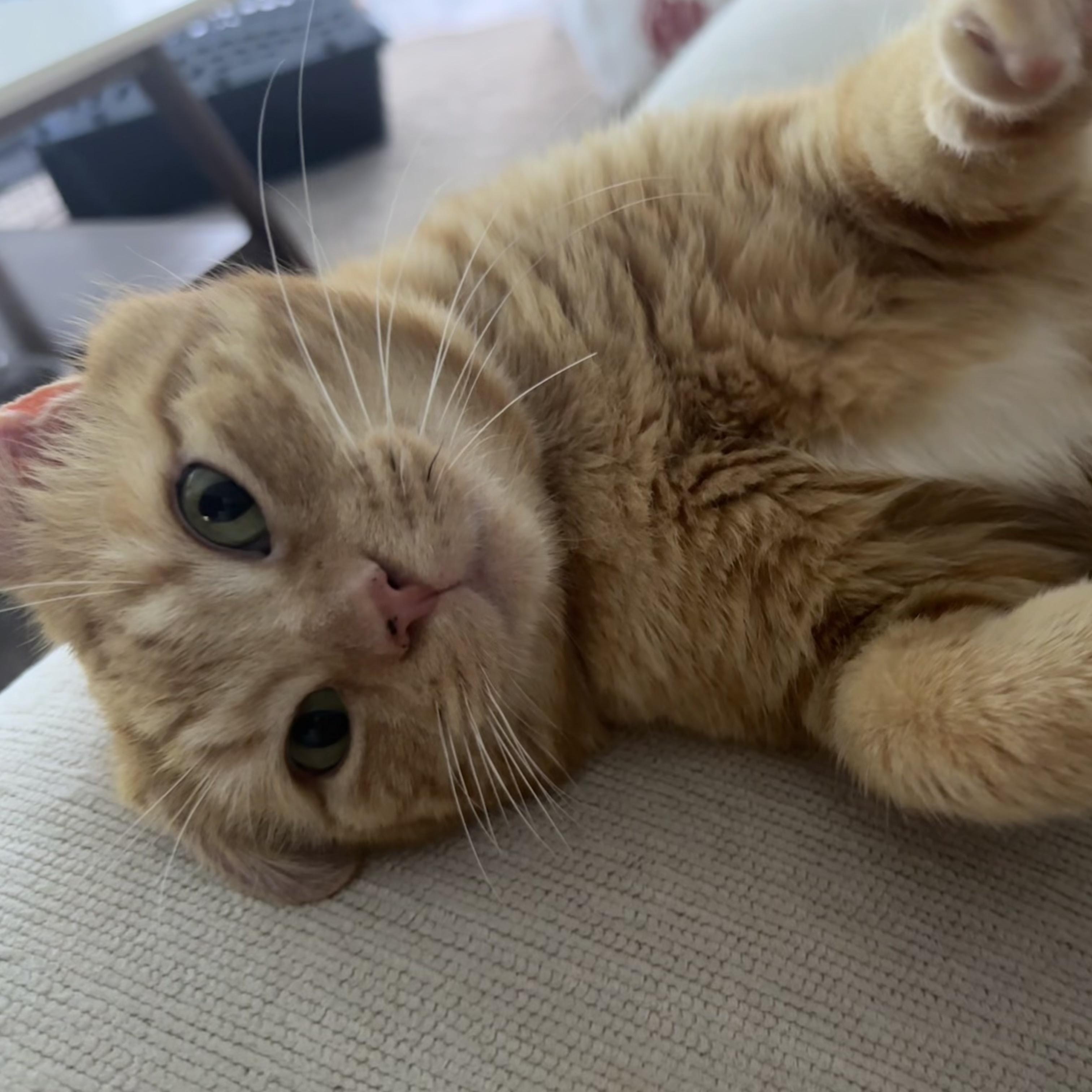 Enlarge Casanova Park, a ADOPTABLE Domestic Short Hair in Denver, CO image 5/6