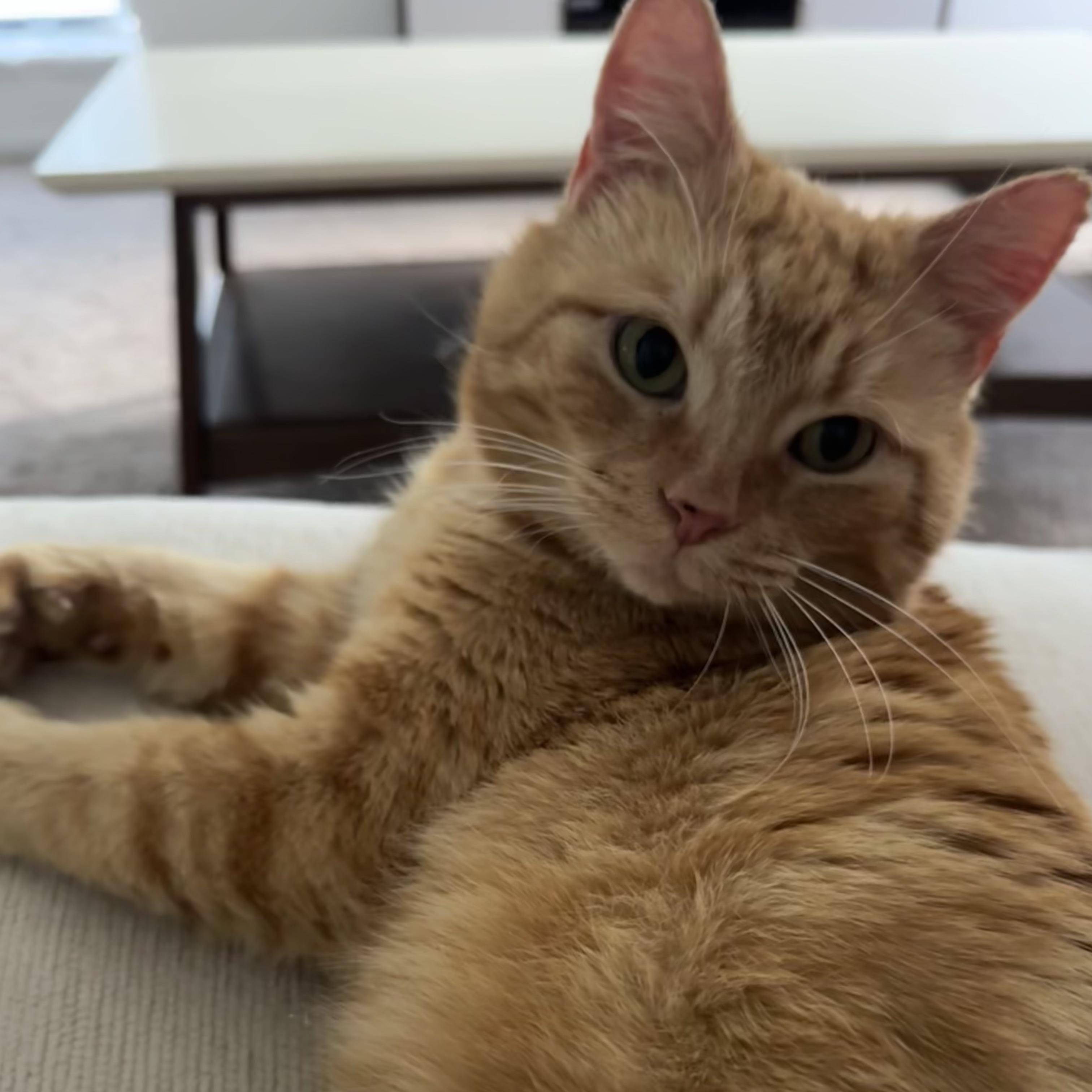 Enlarge Casanova Park, a ADOPTABLE Domestic Short Hair in Denver, CO image 1/6