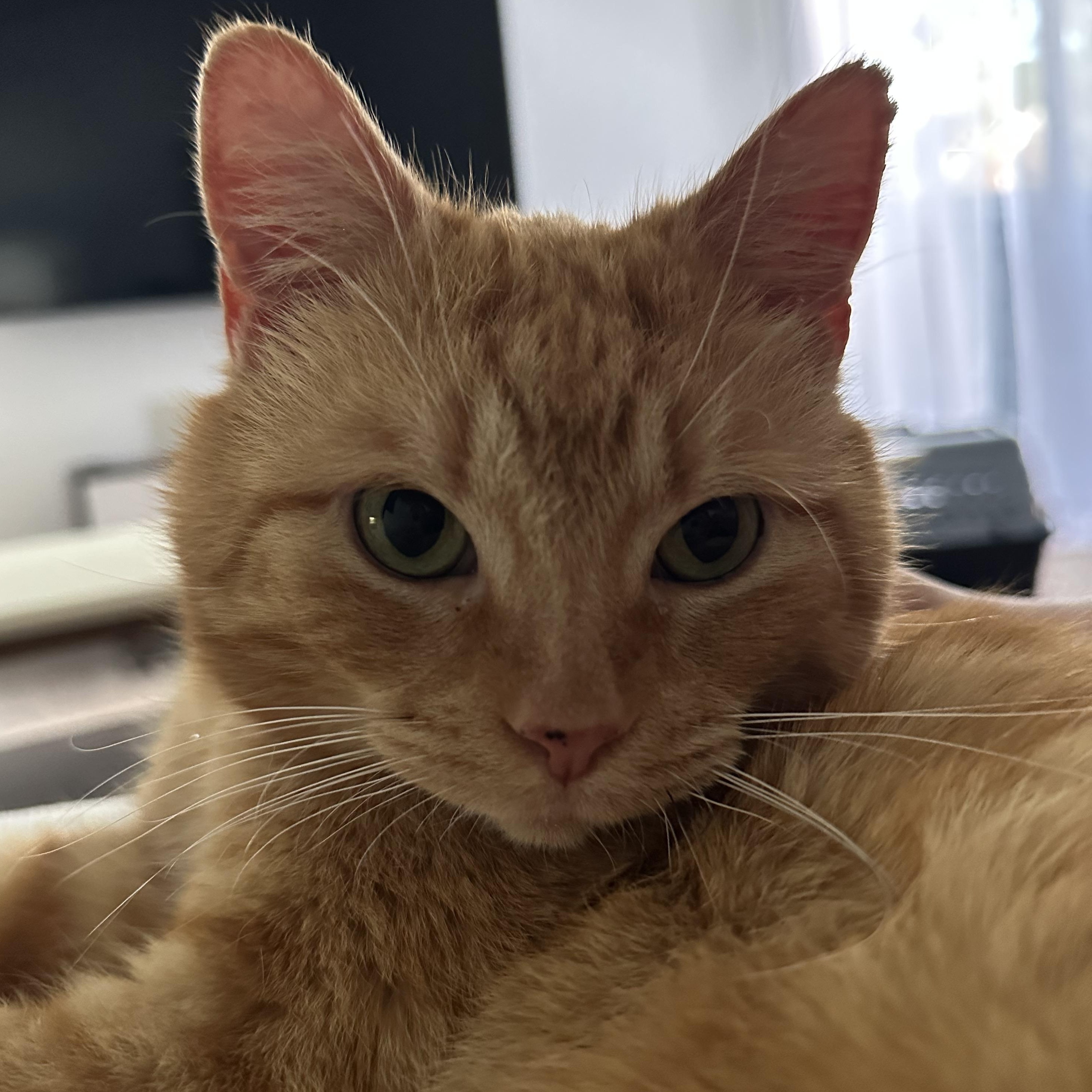 Enlarge Casanova Park, a ADOPTABLE Domestic Short Hair in Denver, CO image 4/6