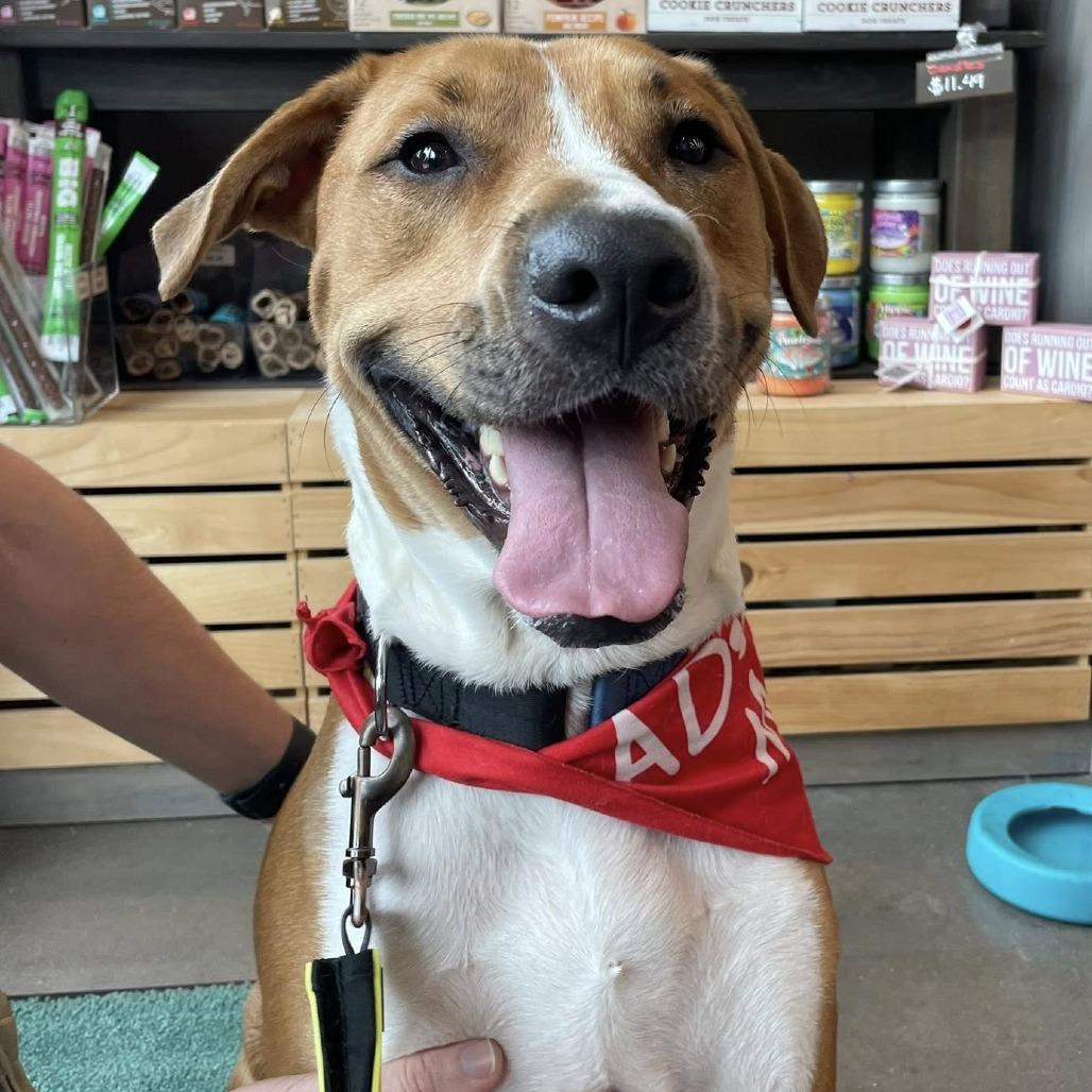 Bubba, Adoptable, Adult Male Hound.