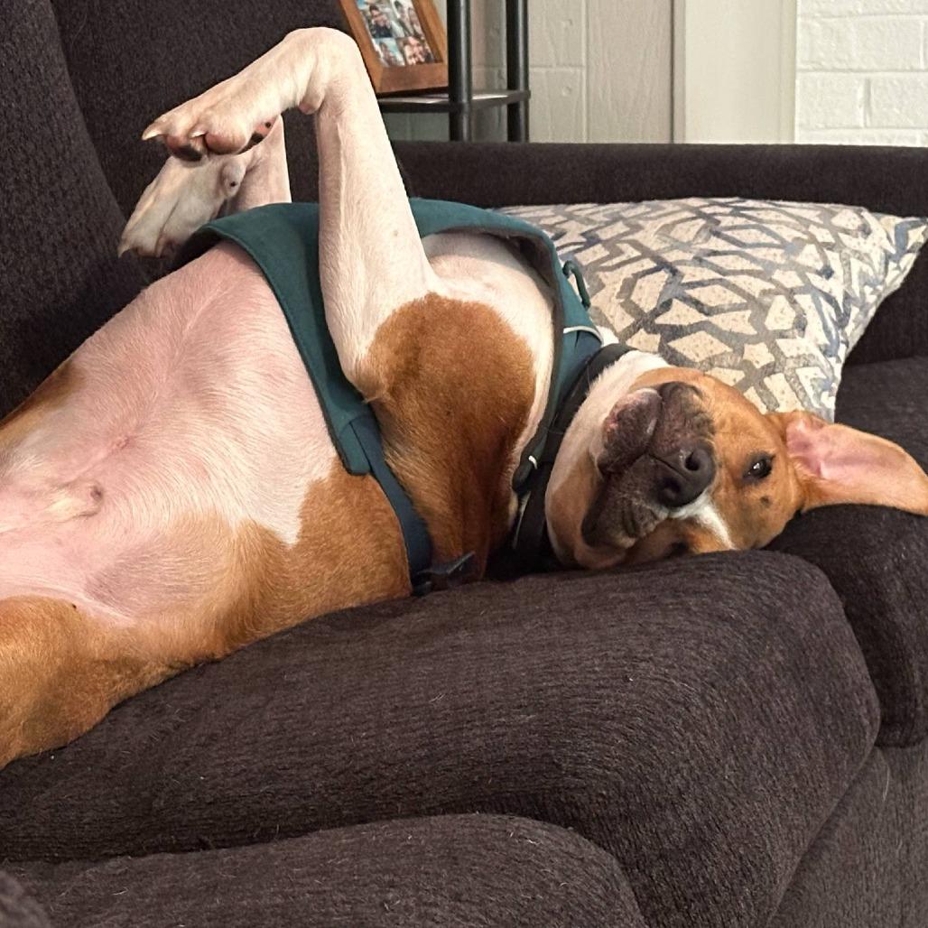 Enlarge Bubba, a Adoptable Hound in Raleigh, NC image 2/6