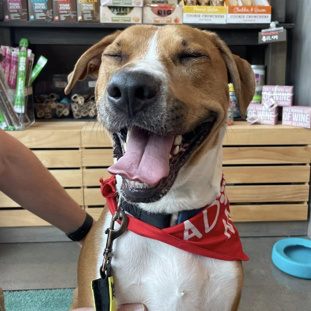 Enlarge Bubba, a Adoptable Hound in Raleigh, NC image 3/6