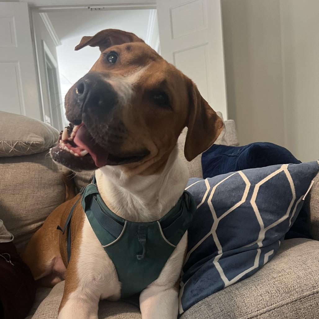 Enlarge Bubba, a Adoptable Hound in Raleigh, NC image 4/6