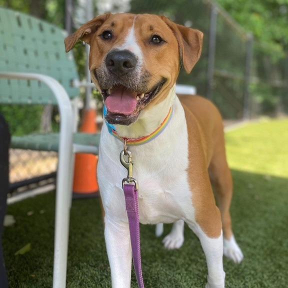 Enlarge Bubba, a Adoptable Hound in Raleigh, NC image 5/6
