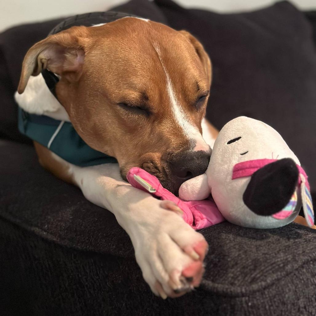 Enlarge Bubba, a Adoptable Hound in Raleigh, NC image 6/6