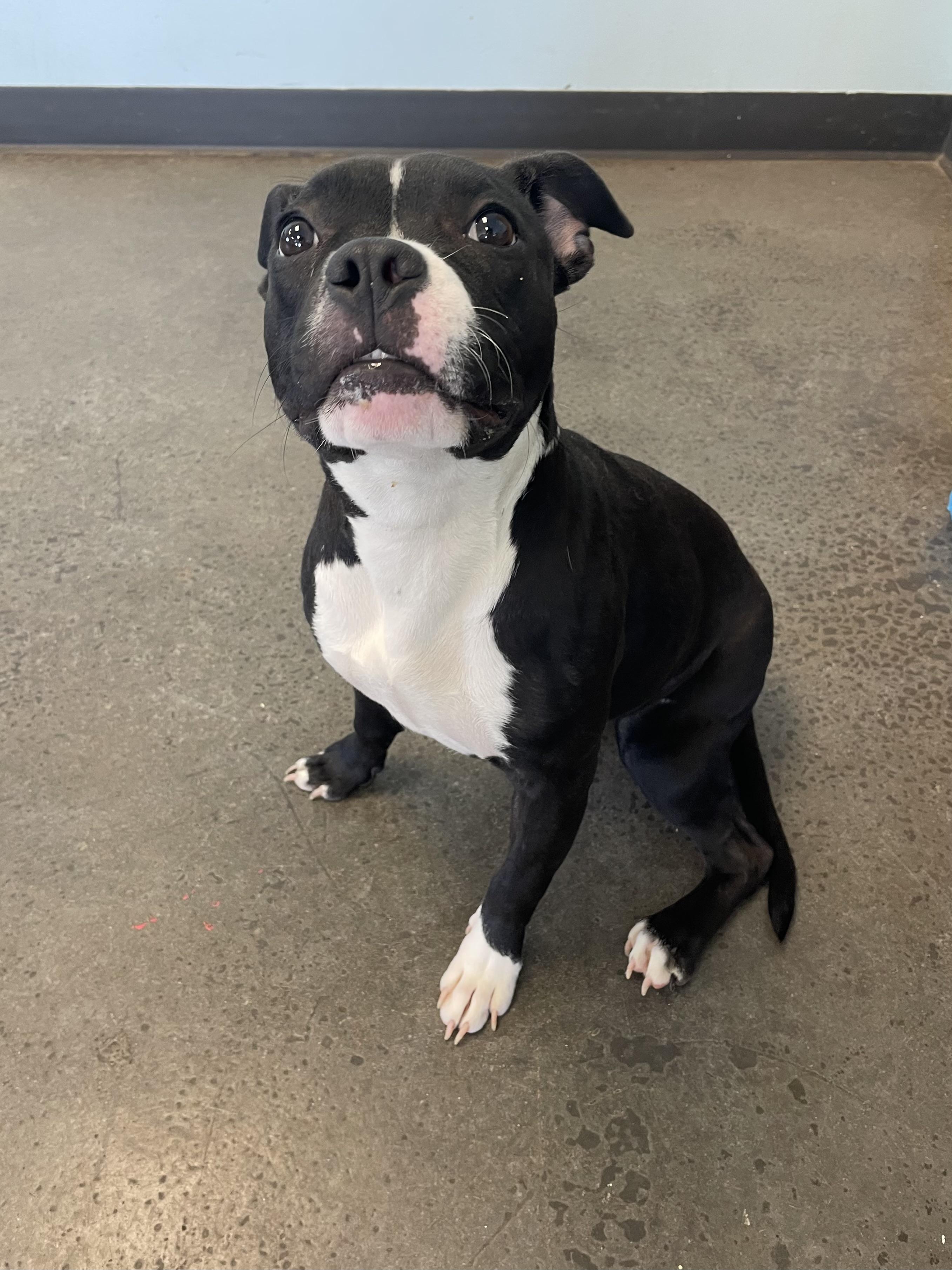 Enlarge Nori, an adopted Mixed Breed in Mishawaka, IN image 2/4