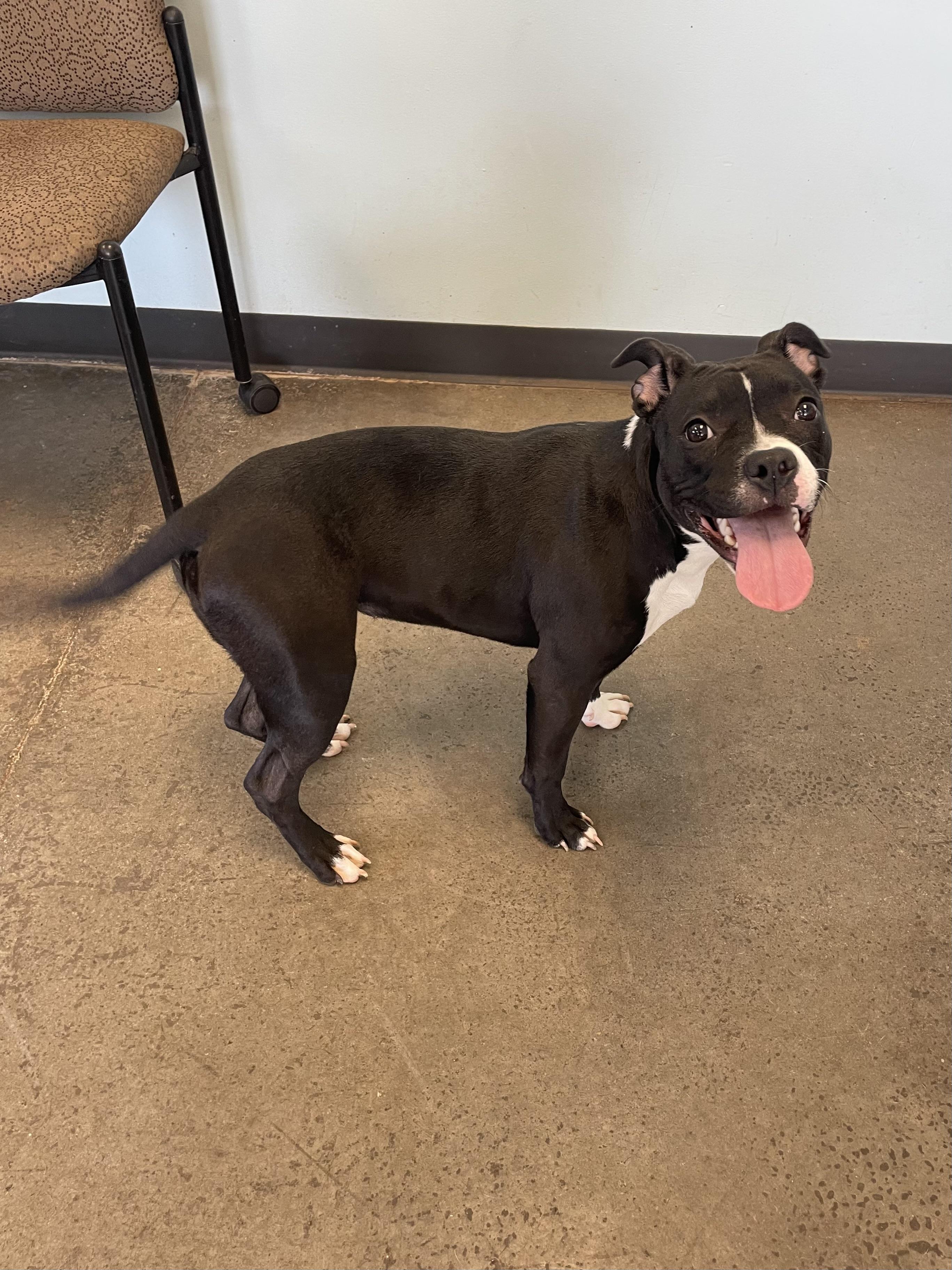 Enlarge Nori, an adopted Mixed Breed in Mishawaka, IN image 4/4