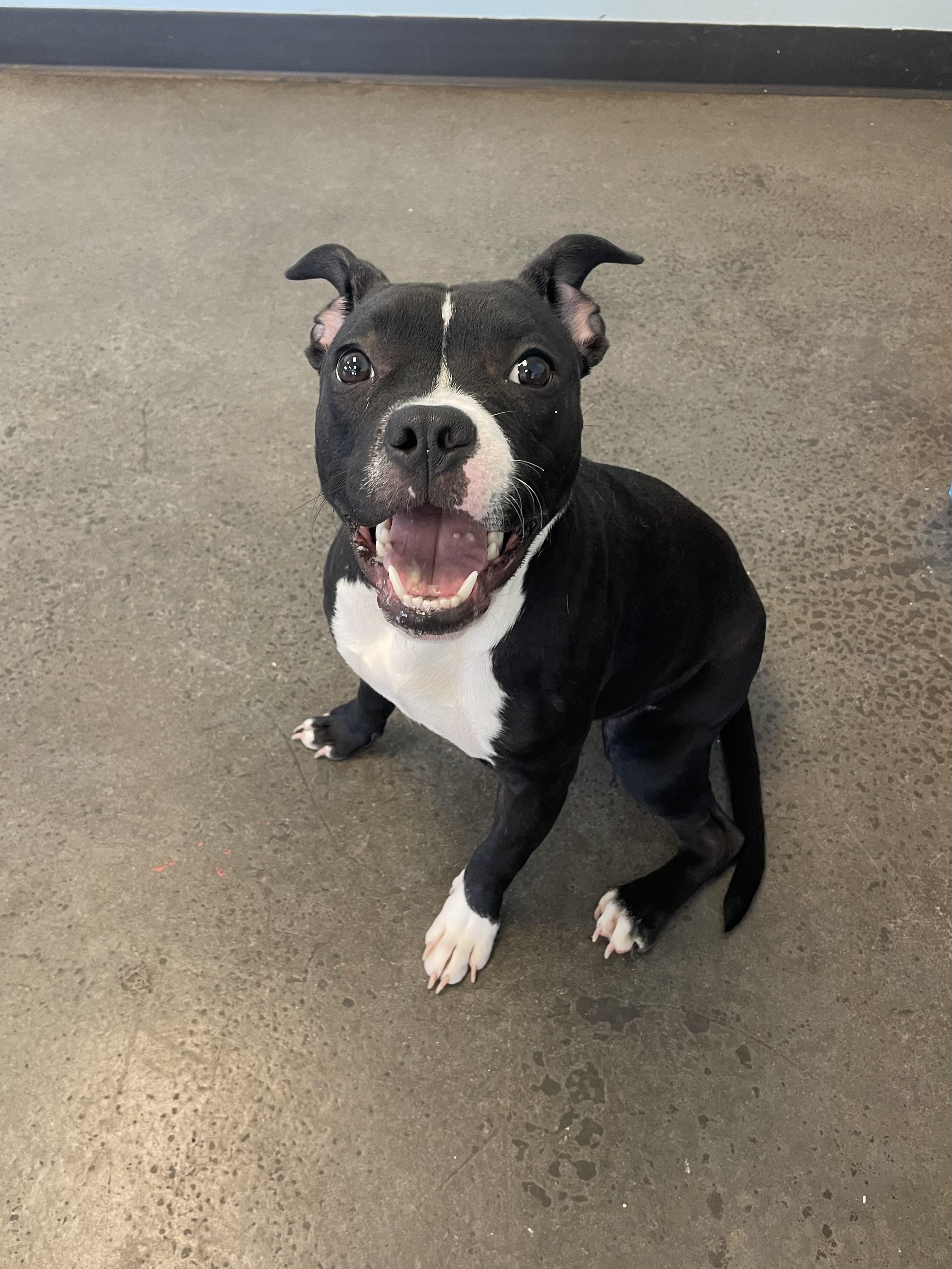 Enlarge Nori, an adopted Mixed Breed in Mishawaka, IN image 3/4