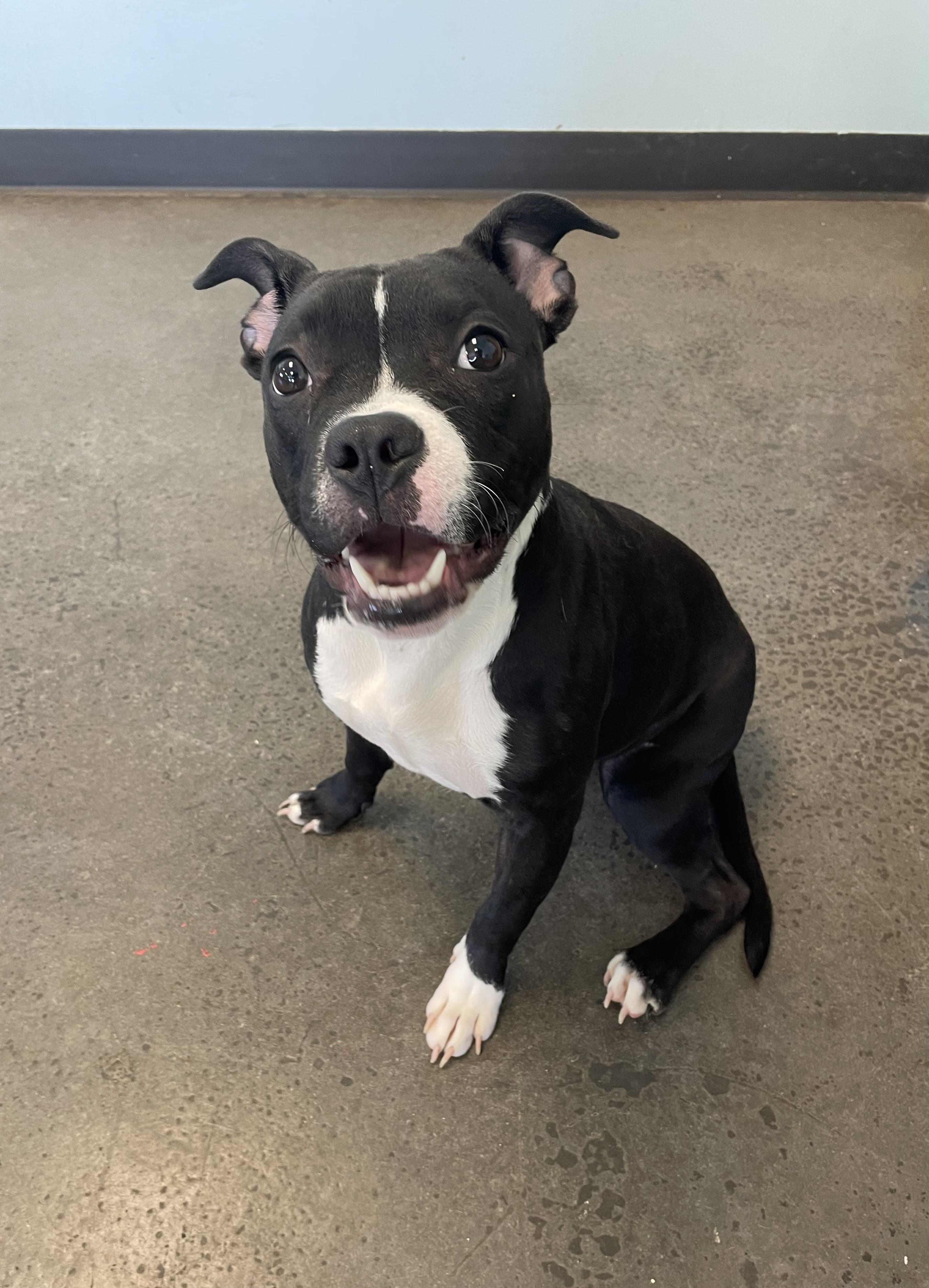 Enlarge Nori, an adopted Mixed Breed in Mishawaka, IN image 1/4