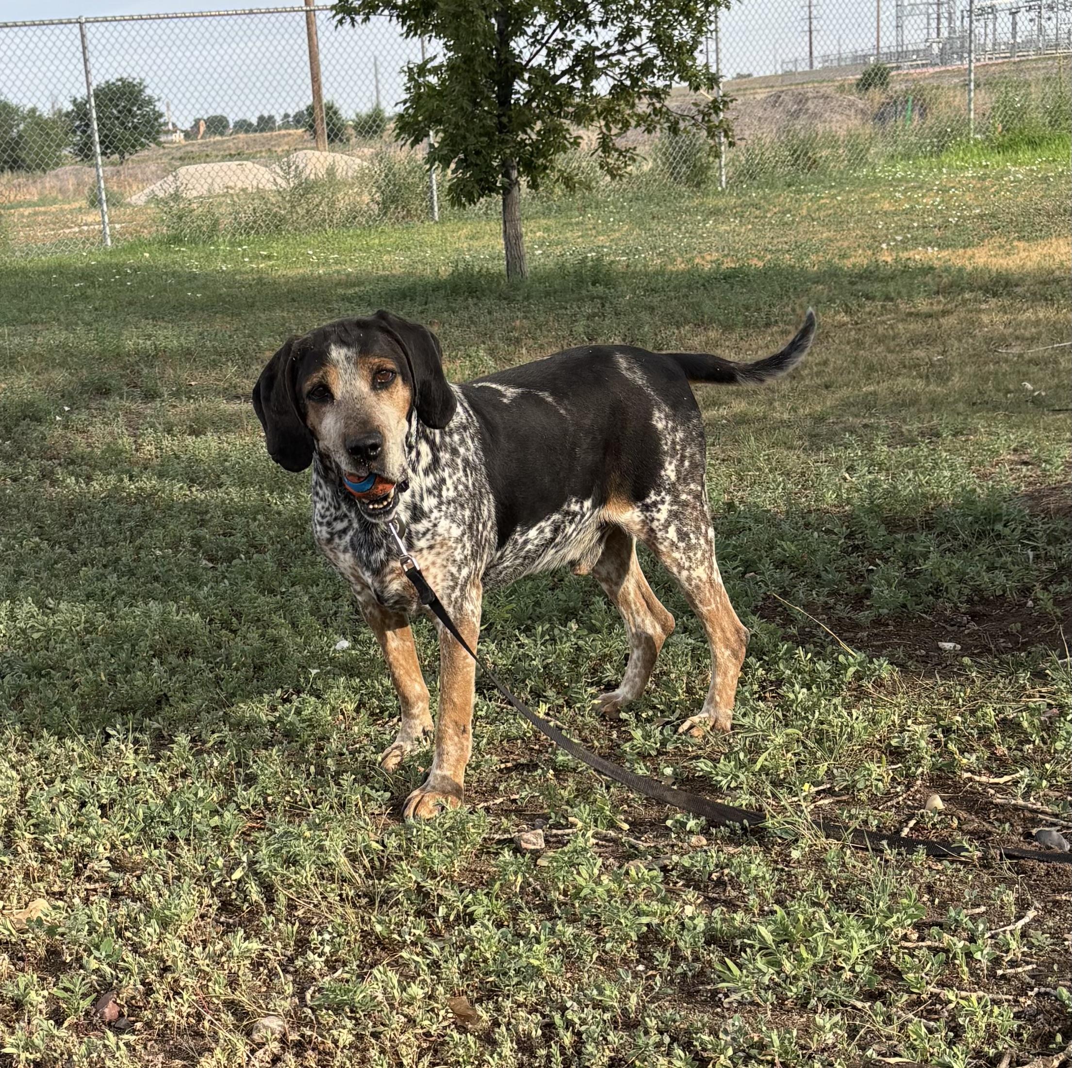 Enlarge Duke, a Adoptable Bluetick Coonhound in Torrington, WY image 3/3