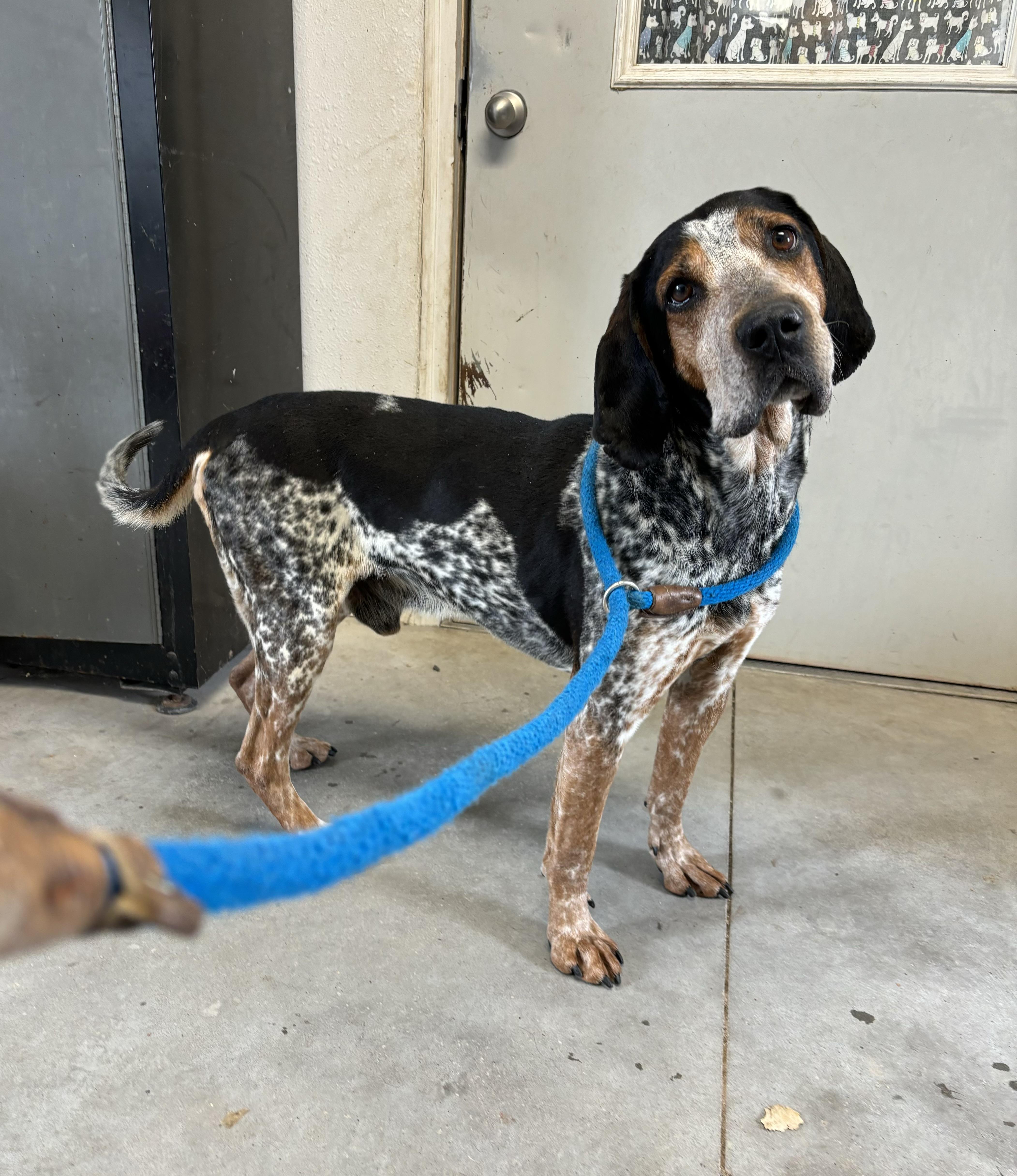 Duke, a Adoptable Bluetick Coonhound image 1/4