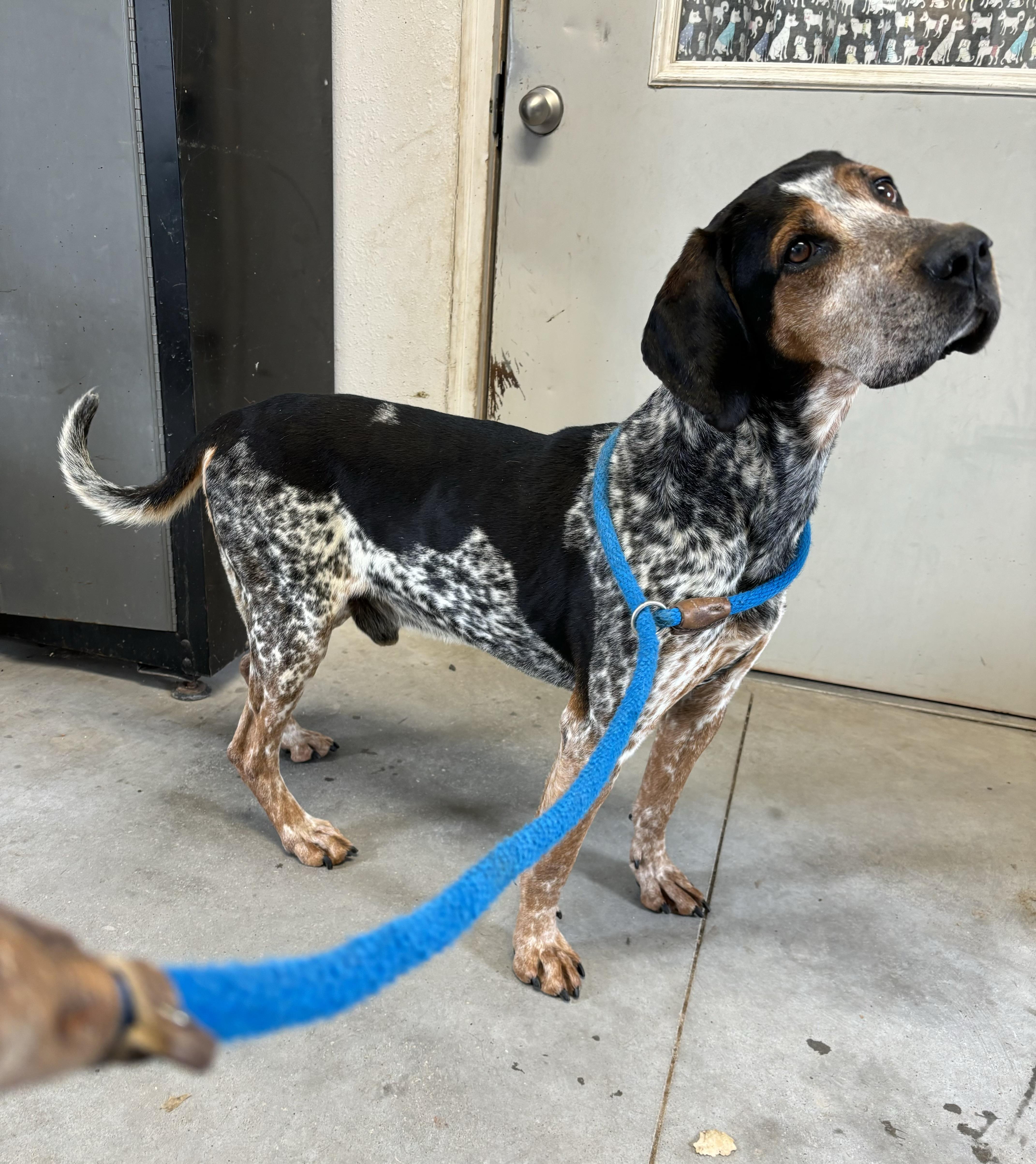 Duke, a Adoptable Bluetick Coonhound image 2/4