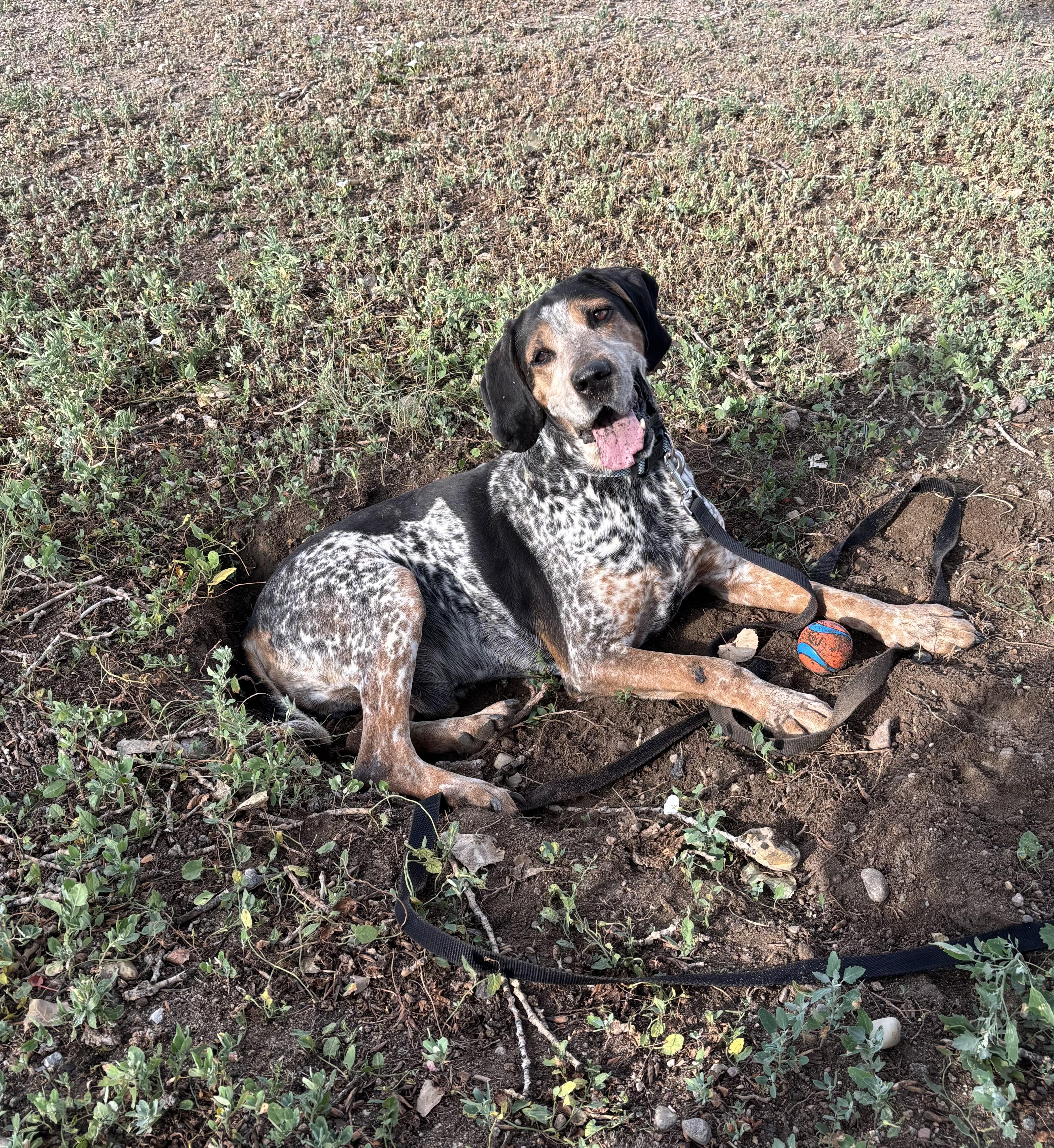 Enlarge Duke, a Adoptable Bluetick Coonhound in Torrington, WY image 2/3