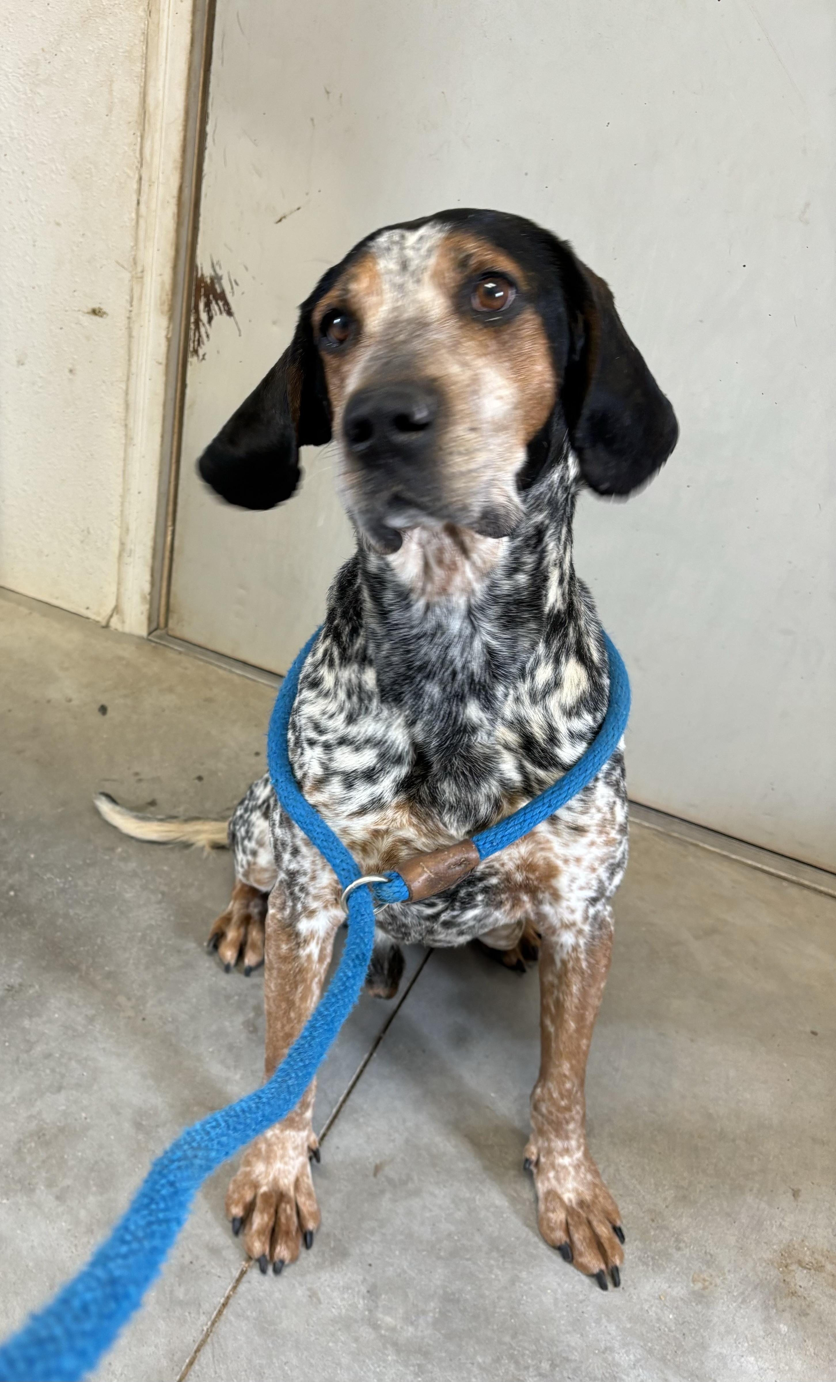 Duke, a Adoptable Bluetick Coonhound image 3/4