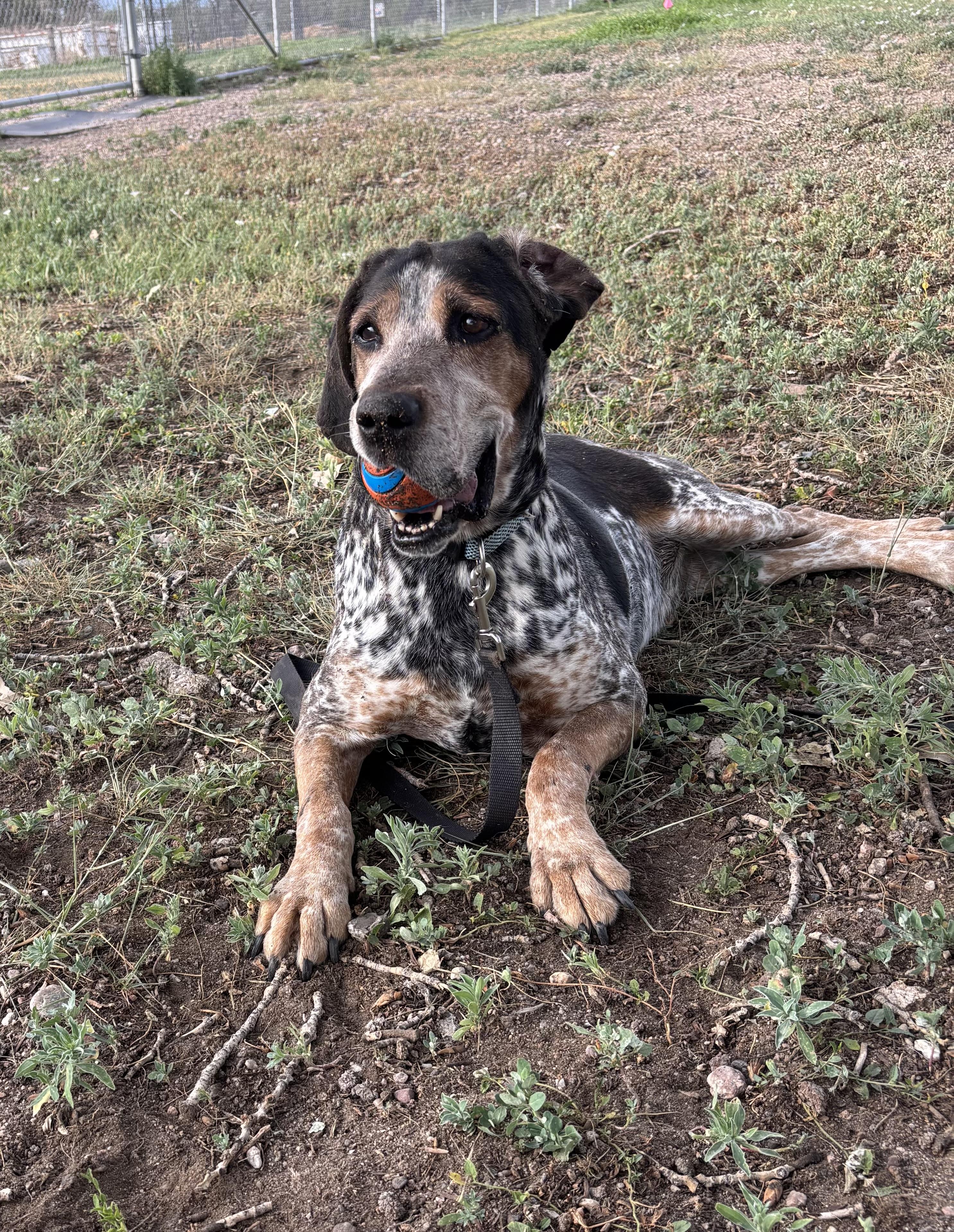 Duke, Adoptable, Senior Male Bluetick Coonhound.