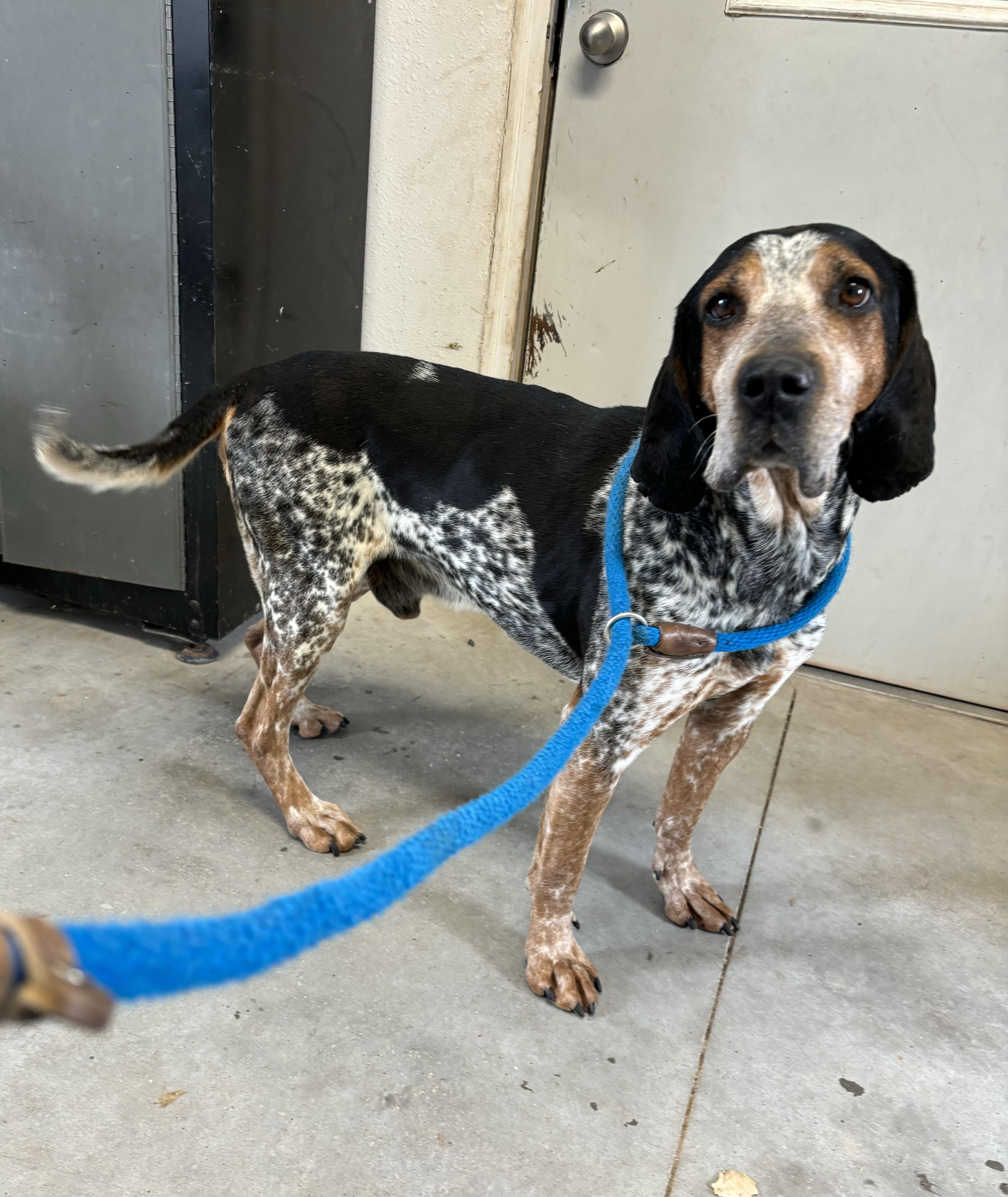 Duke, a Adoptable Bluetick Coonhound image 4/4
