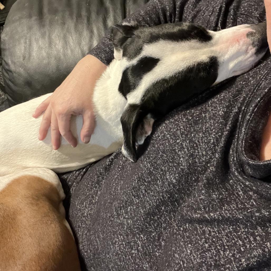 Enlarge Pita, a Adoptable mixed breed in Farmersville, OH image 1/4