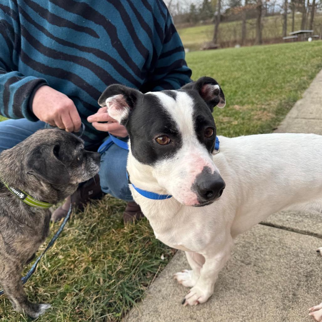 Enlarge Pita, a Adoptable mixed breed in Farmersville, OH image 2/4